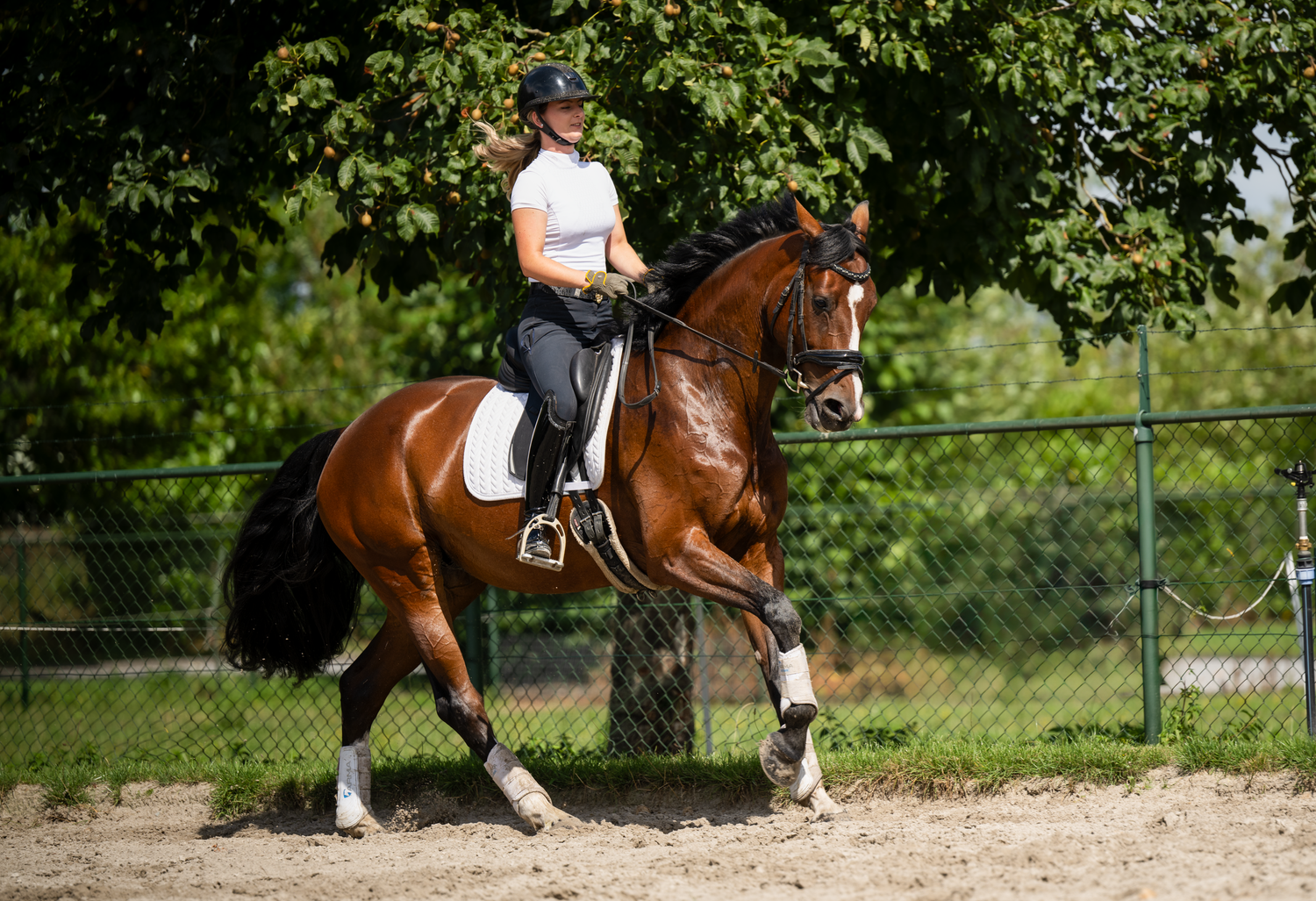 Chestnut horse performing dressage exercises in sandy outdoor arena.