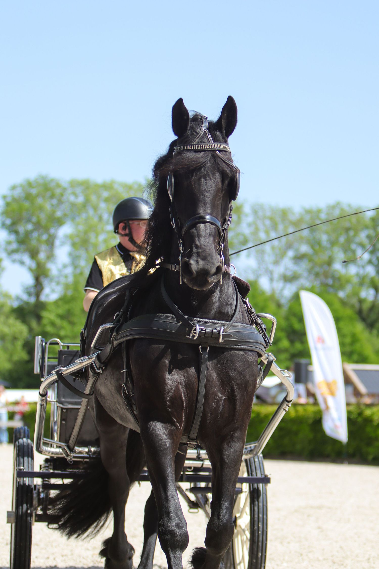 Black horse pulling a carriage with a rider in helmet competing in a harness driving event on a sunny day.