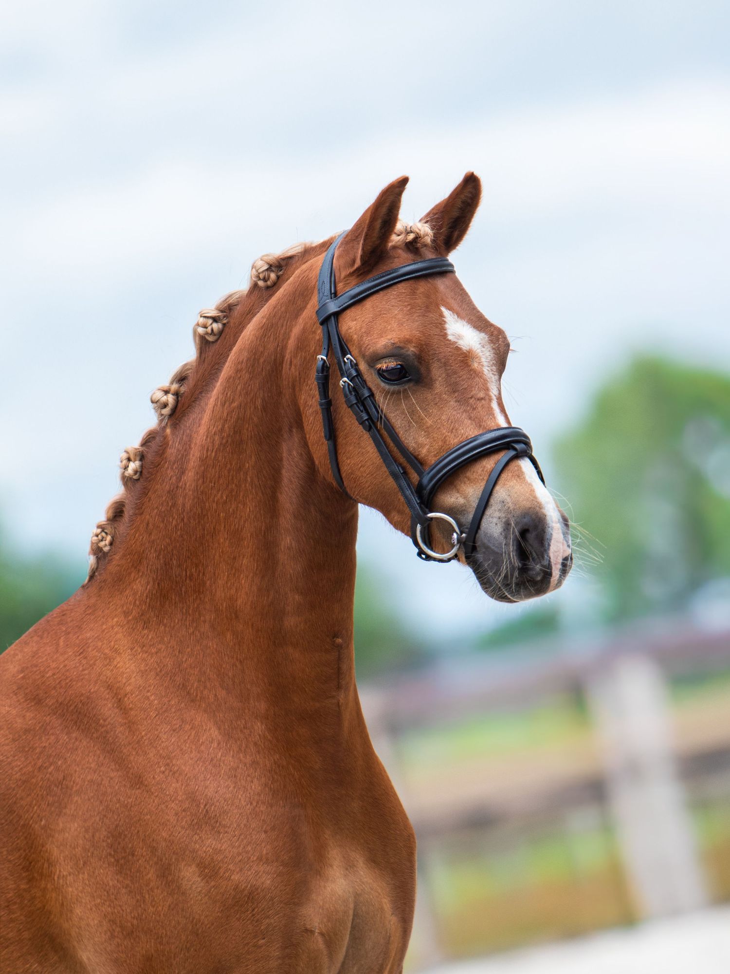 Chestnut horse with braided mane wearing a black bridle, portrait shot against a blurred outdoor background.