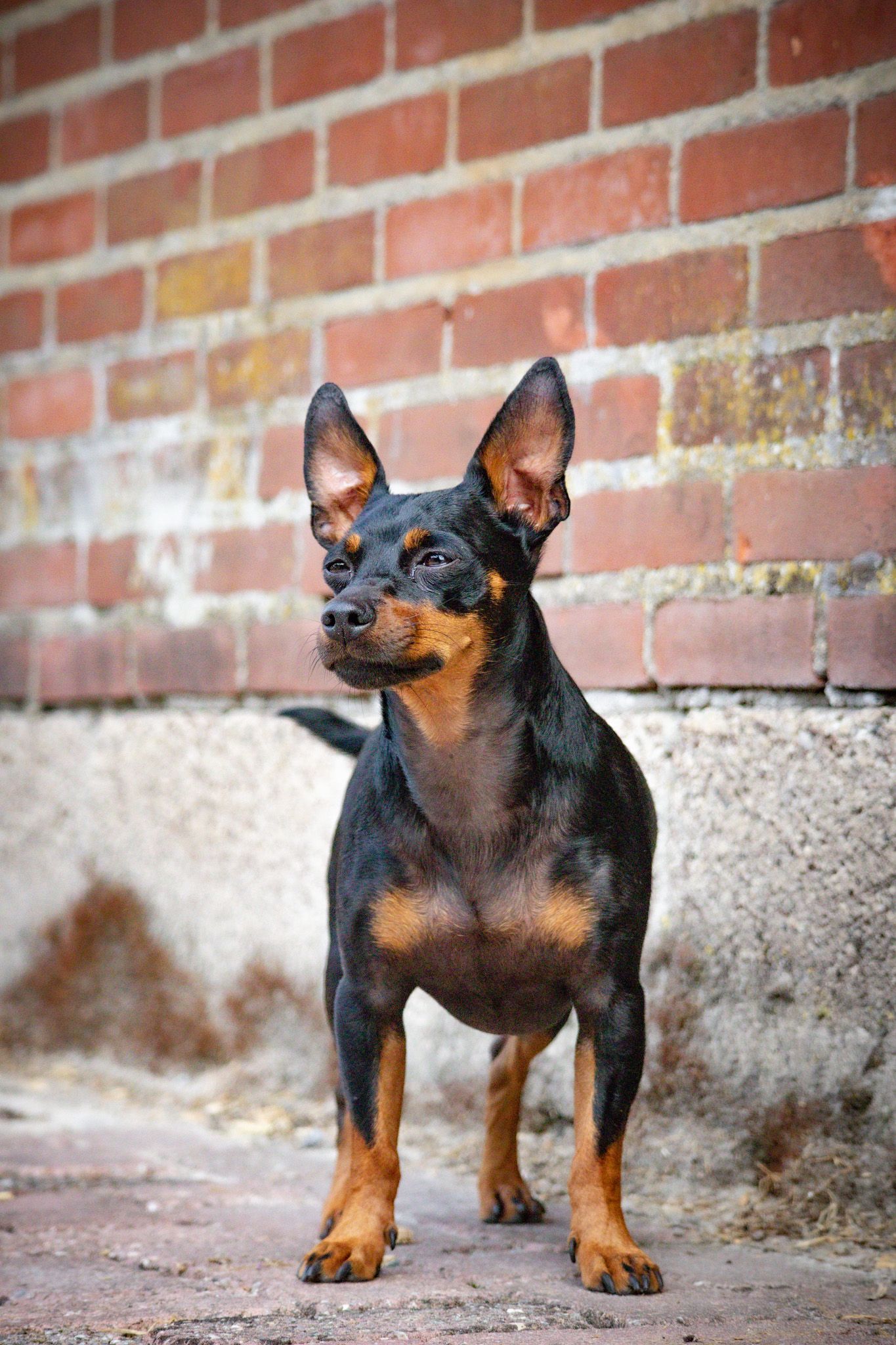 Miniature pinscher puppy with black and tan coat stands attentively against brick wall in a series of four photos.