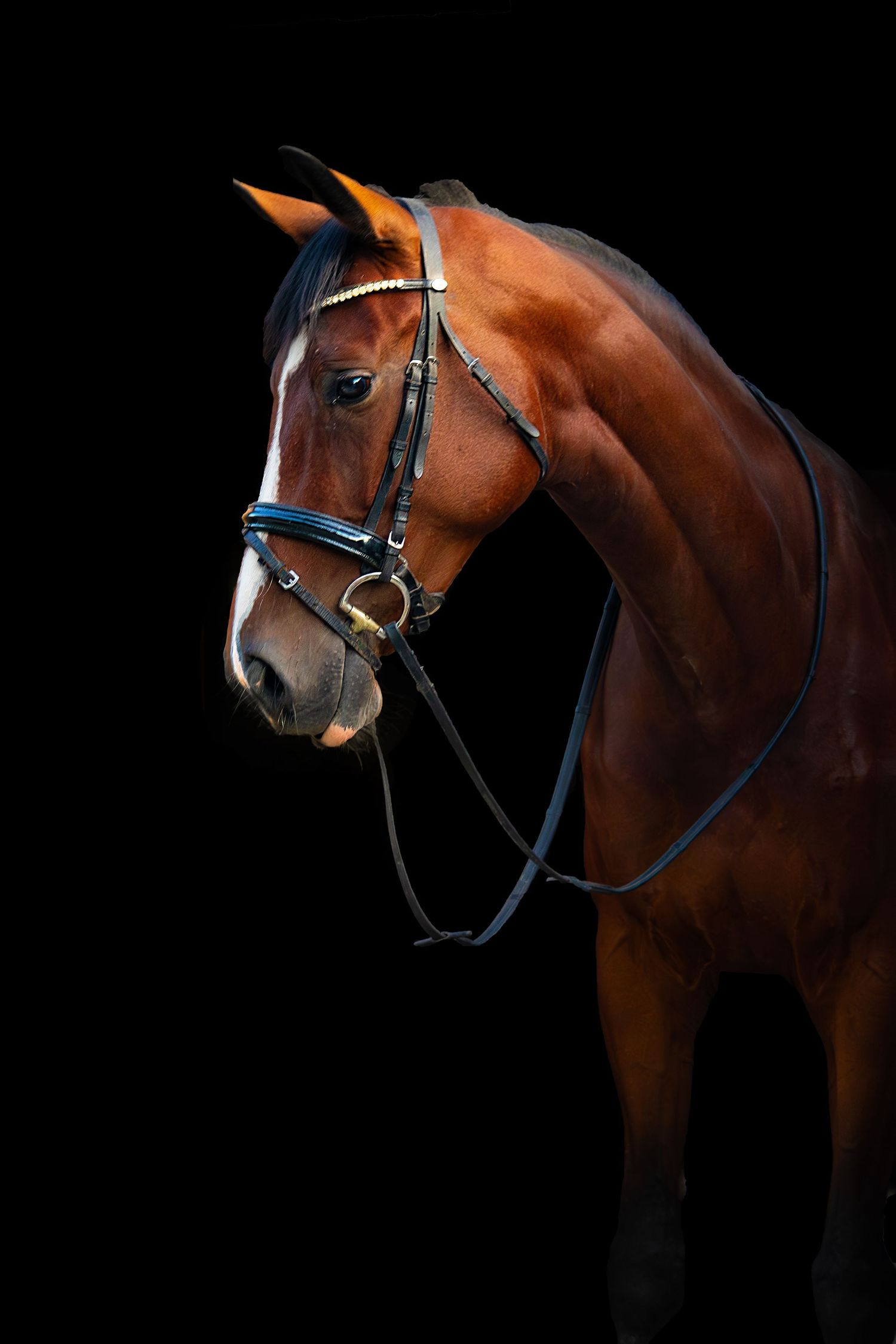 A stunning collection of profile portraits showing a majestic bay horse with bridle against a black background.