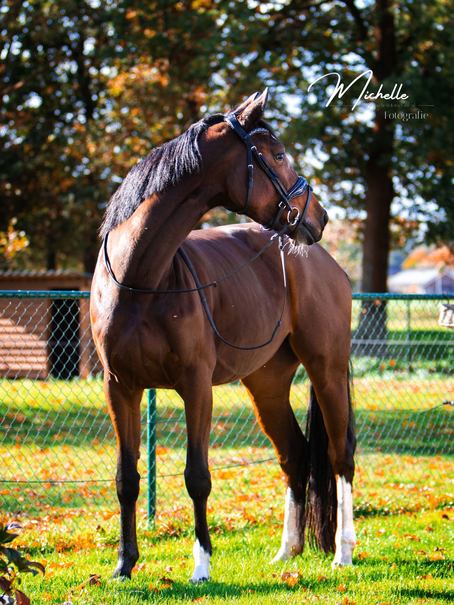Brown horse with blue saddle standing in autumn field with yellow fallen leaves on grass during golden hour.