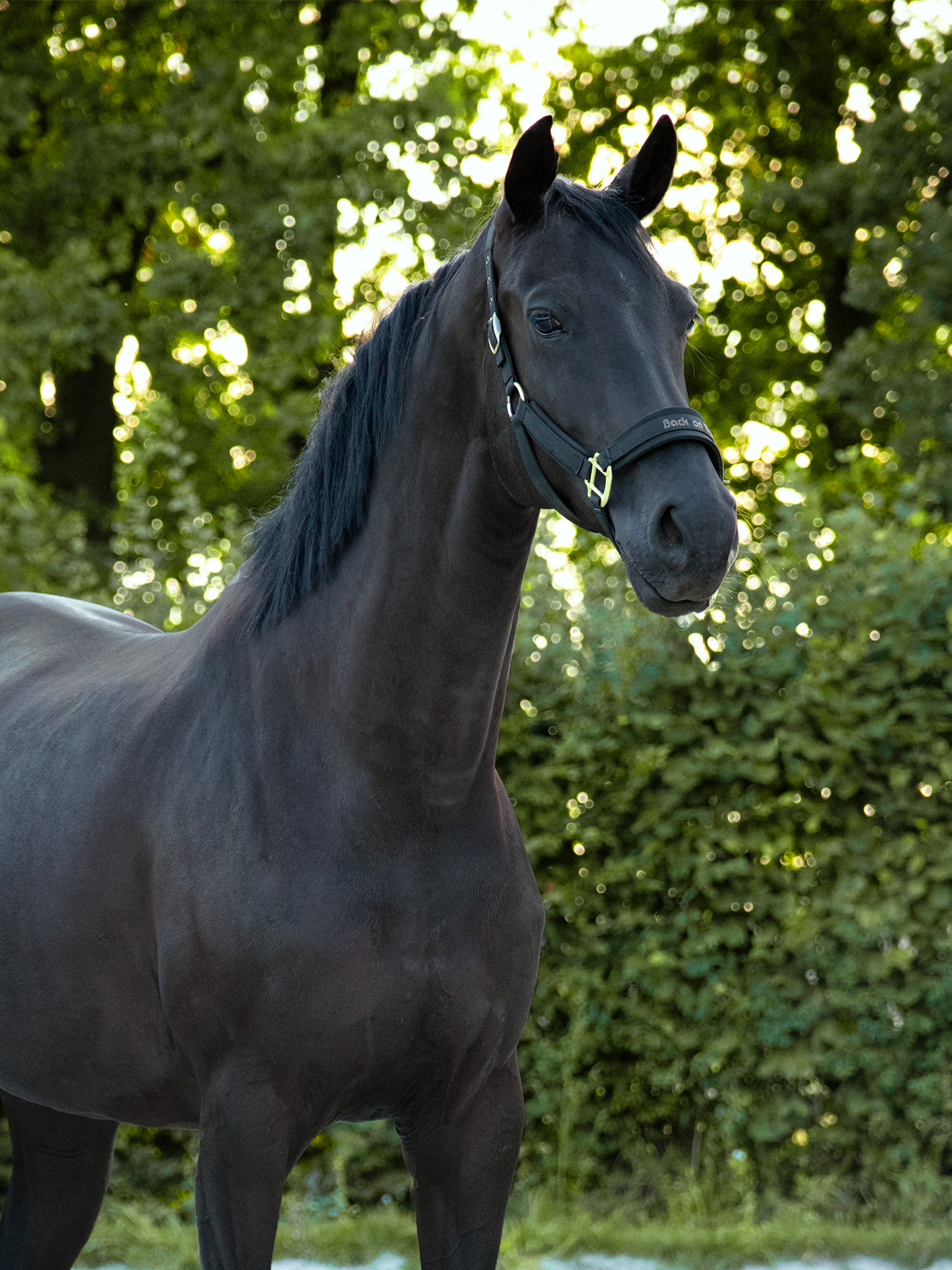 A series of profile views showing a majestic black horse standing against a verdant background of trees and foliage.