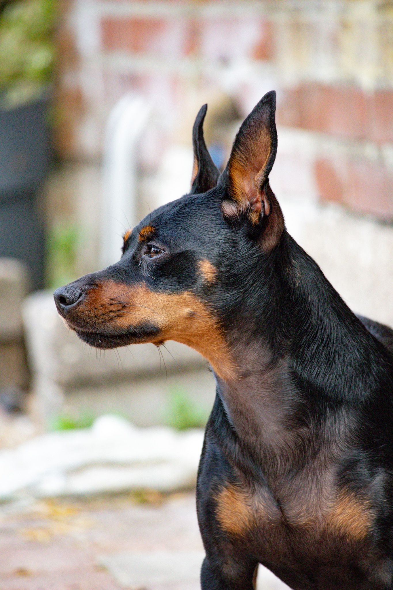 Side profile sequence of a black and tan Miniature Pinscher dog's head showing alert ears and focused expression.