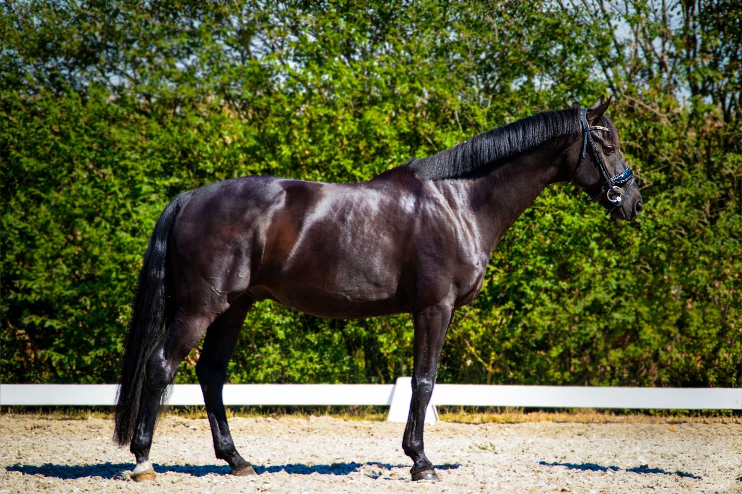 A dark horse stands at attention on a dirt path with lush green foliage in the background.