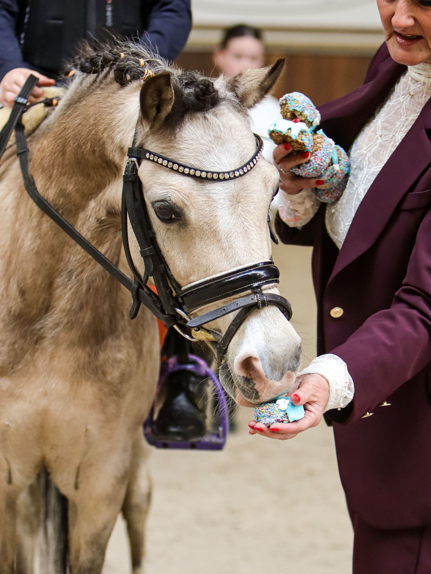 A small pony wearing a bridle being hand-fed a treat by a person in a burgundy jacket with floral gloves.