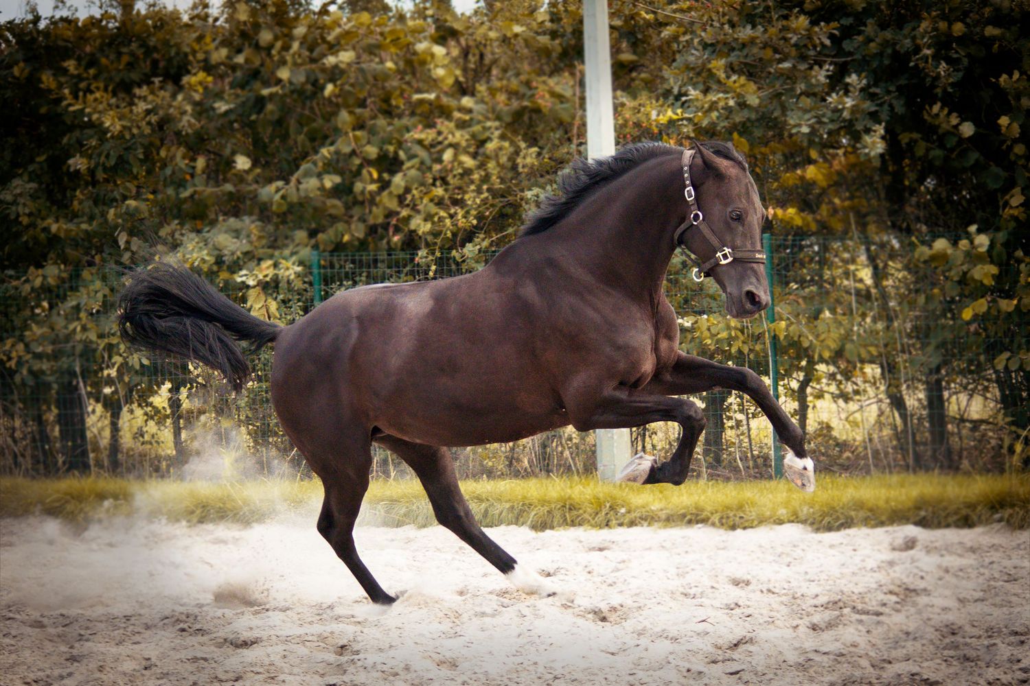 A brown horse performs a graceful jumping sequence in an outdoor arena on an autumn day.