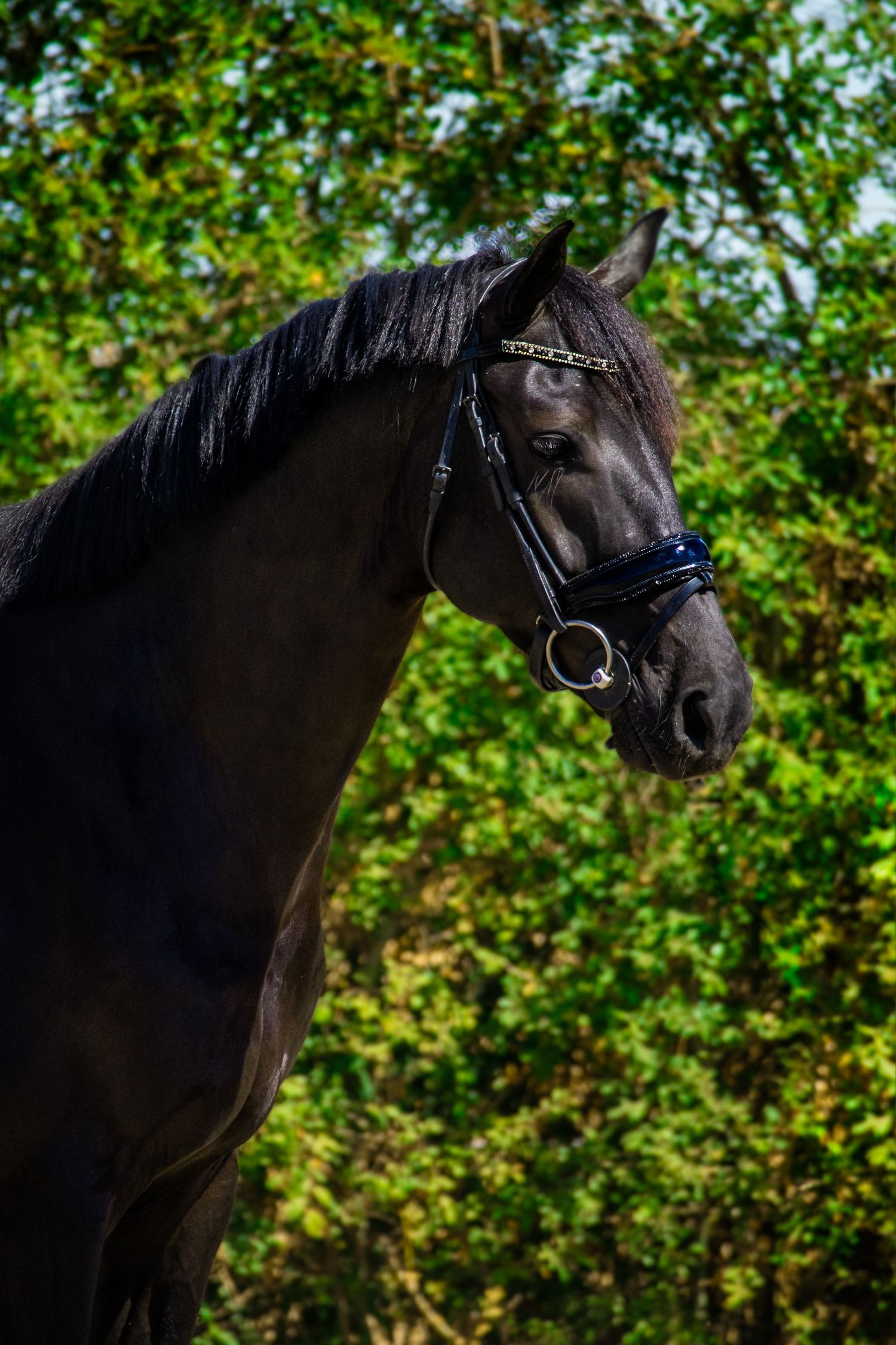 A majestic black horse with long flowing mane wearing a bridle poses against lush green foliage in natural lighting.