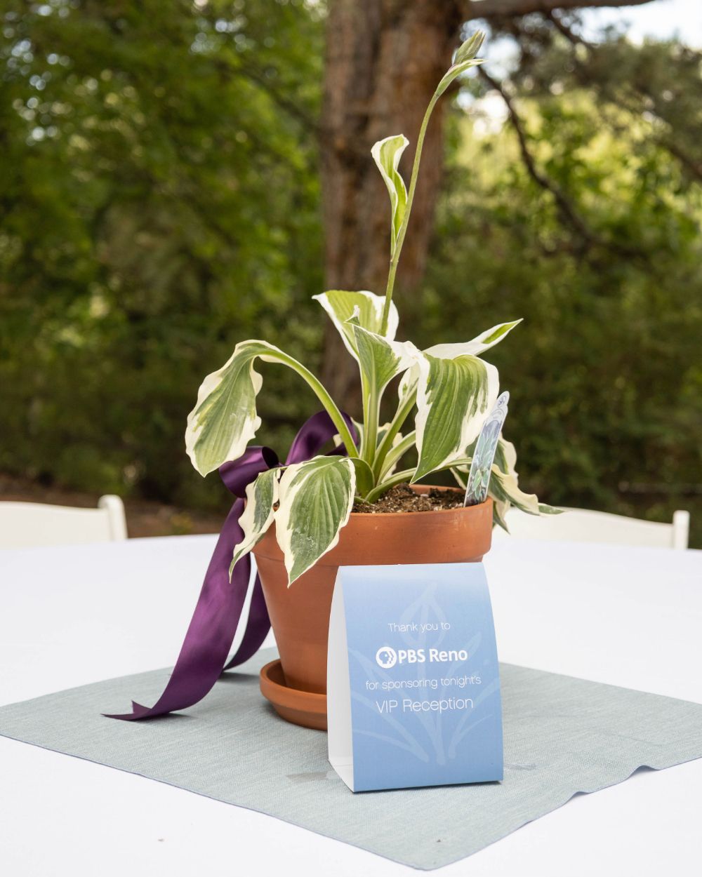 A plant on a table for a focal piece