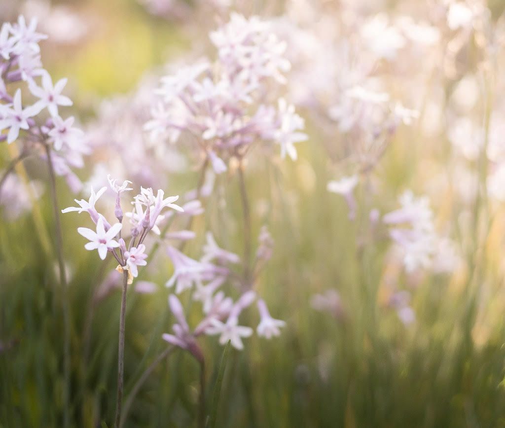 Purple flowers in a field