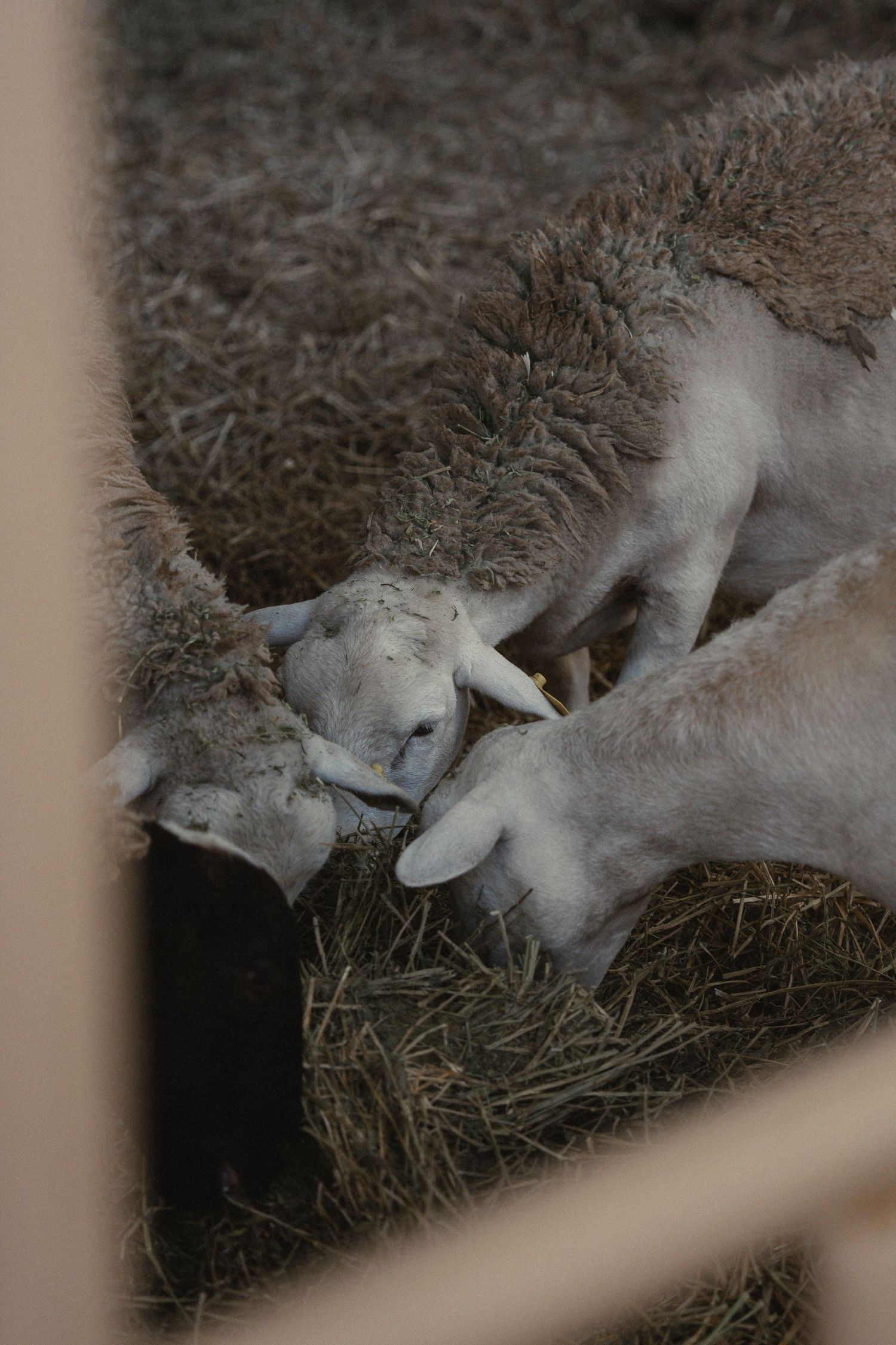 Two young lambs eating hay together in a barn stall, their white faces close together.