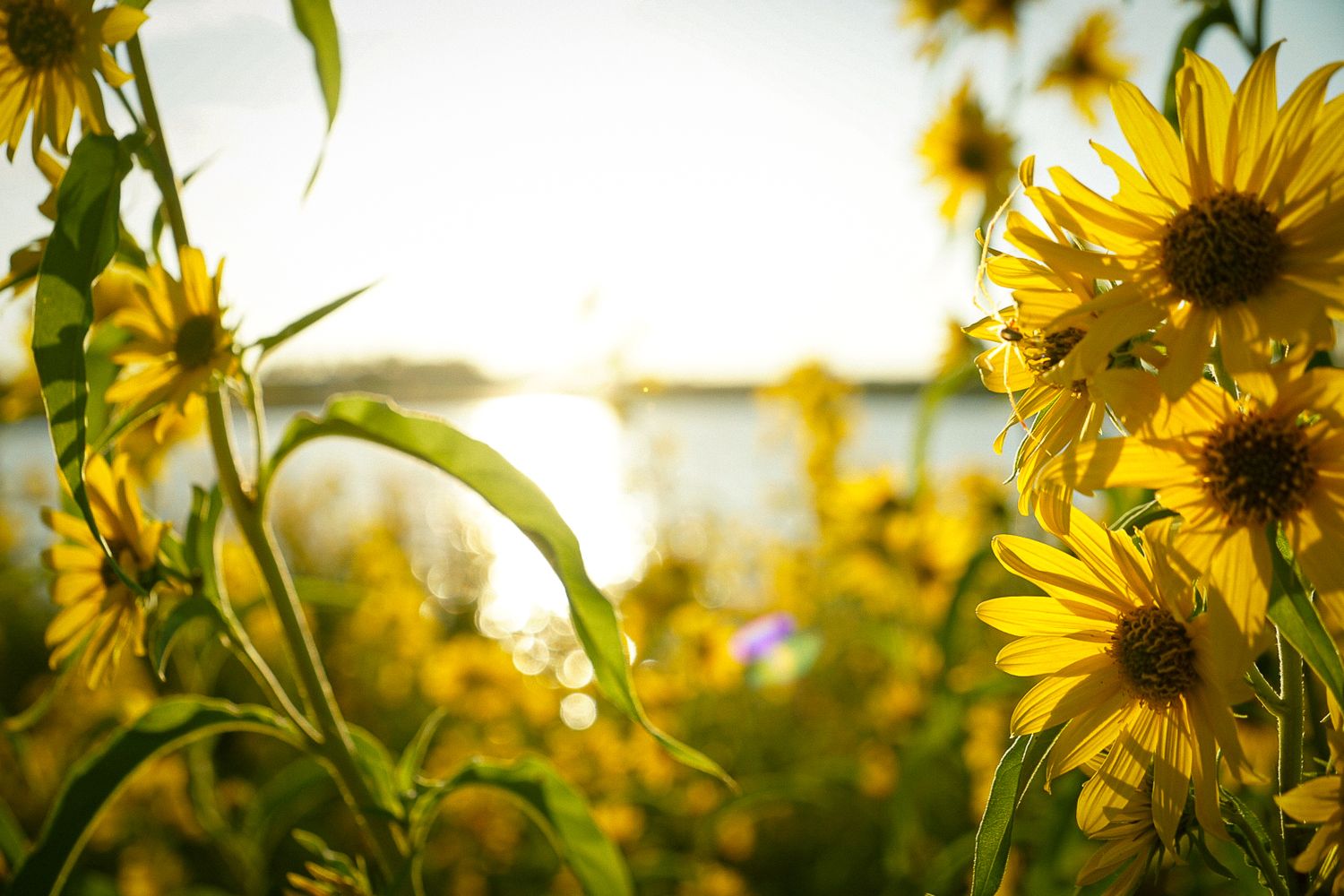 Close-up of vibrant yellow sunflowers backlit by golden sunlight.