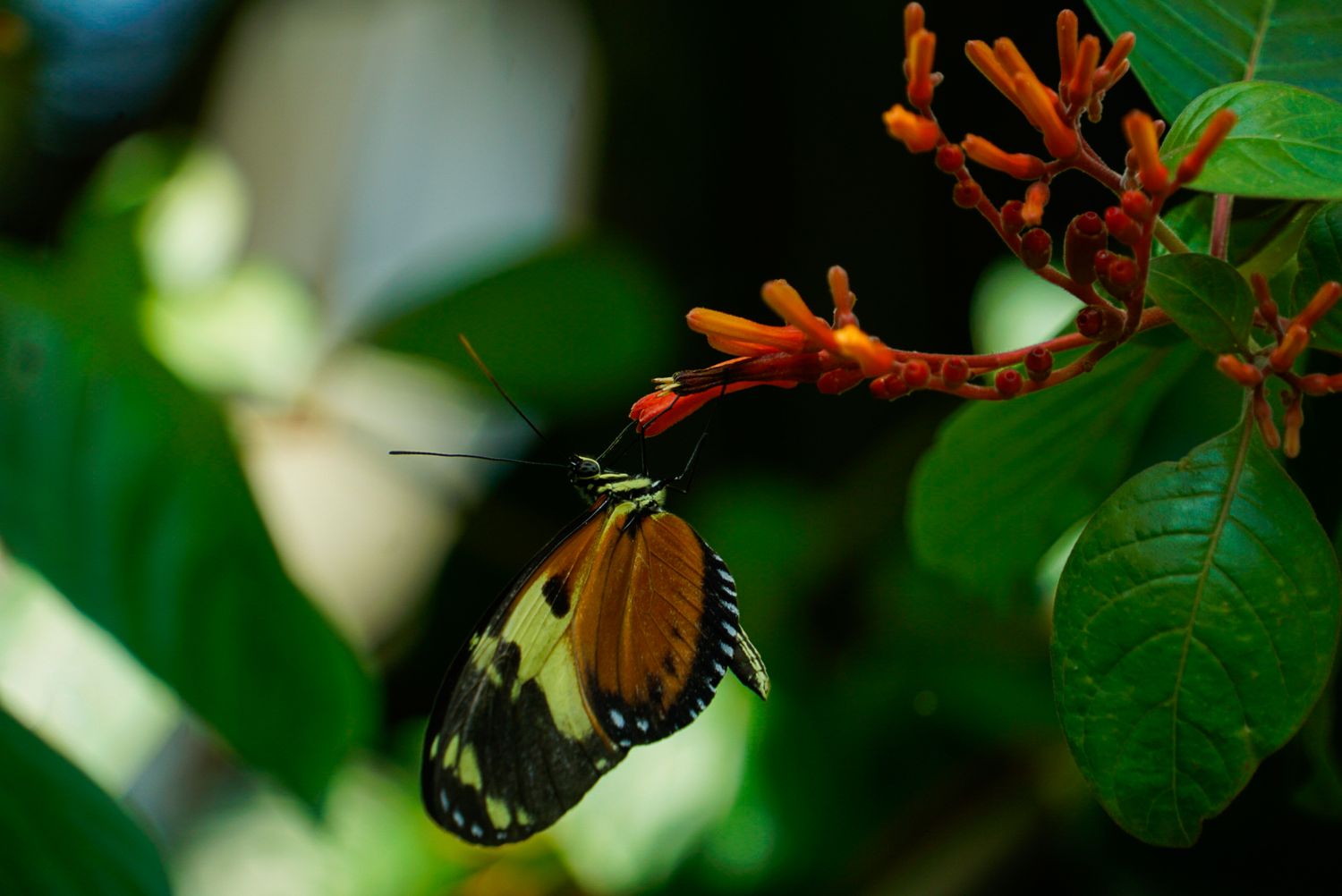 Orange butterfly wings spread against vibrant green foliage in natural lighting.