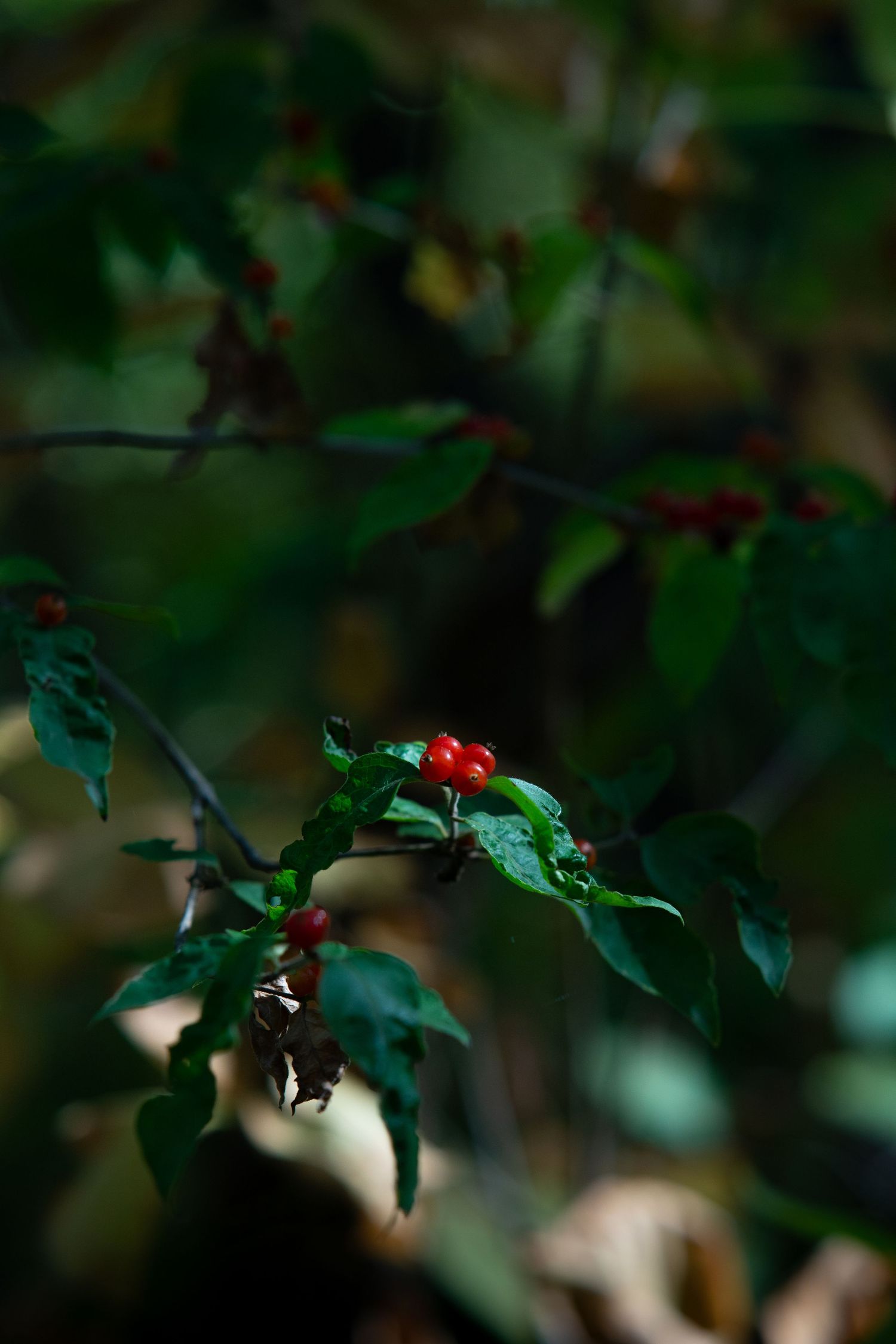 Red berries and green leaves in soft focus create natural bokeh effect.
