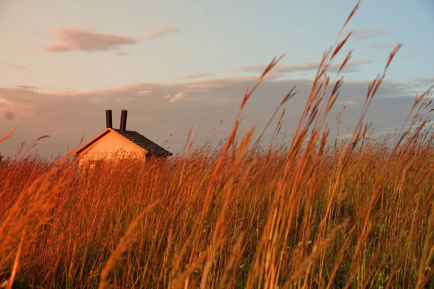 Panoramic view of tall golden grass swaying in the wind against a dramatic sunset sky with a small building silhouette.