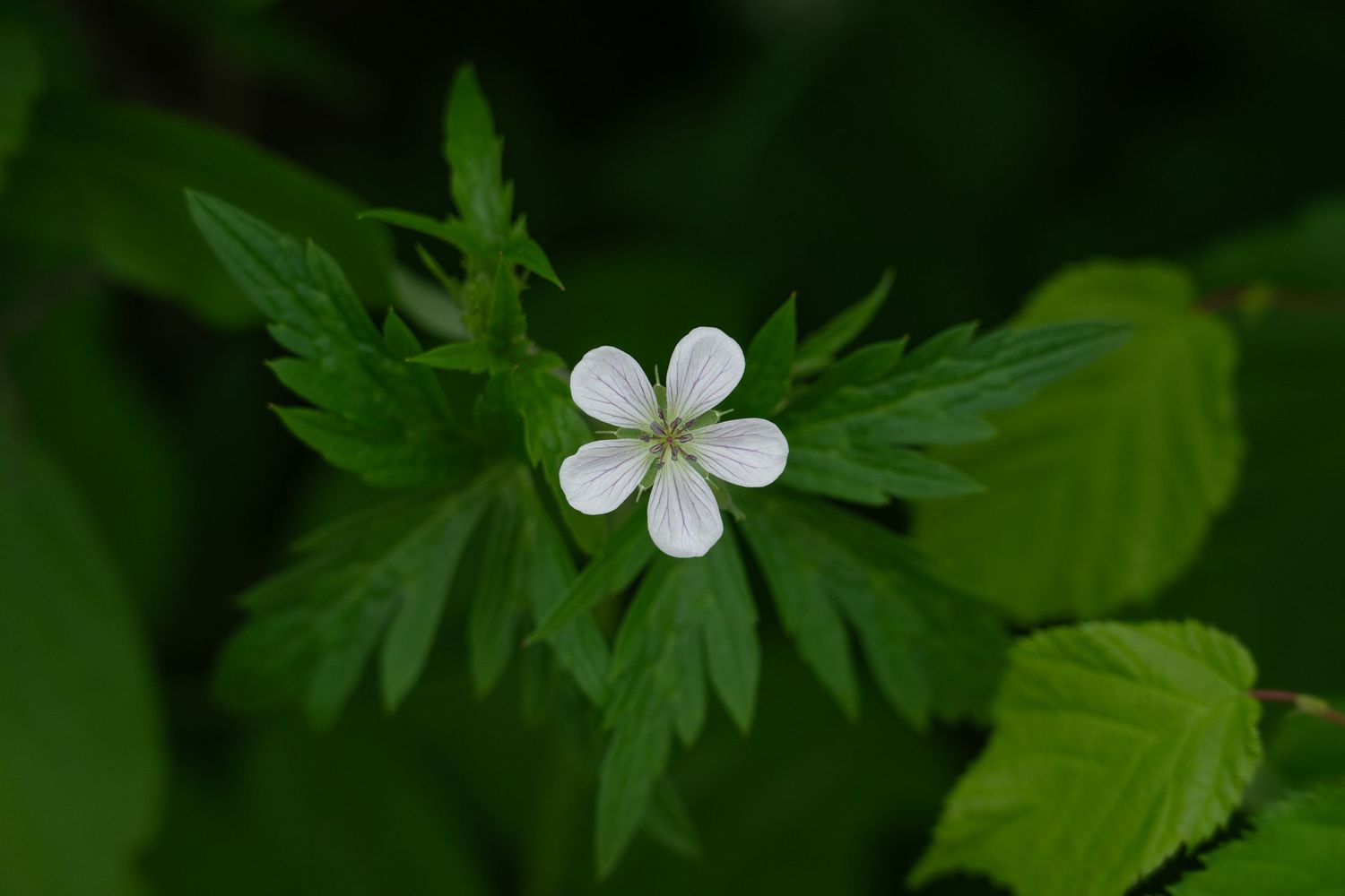 Small white wildflower blooming among lush green foliage in a natural setting.