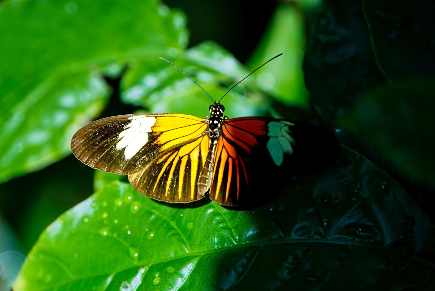Colorful butterflies display their wings while resting on wet green leaves.