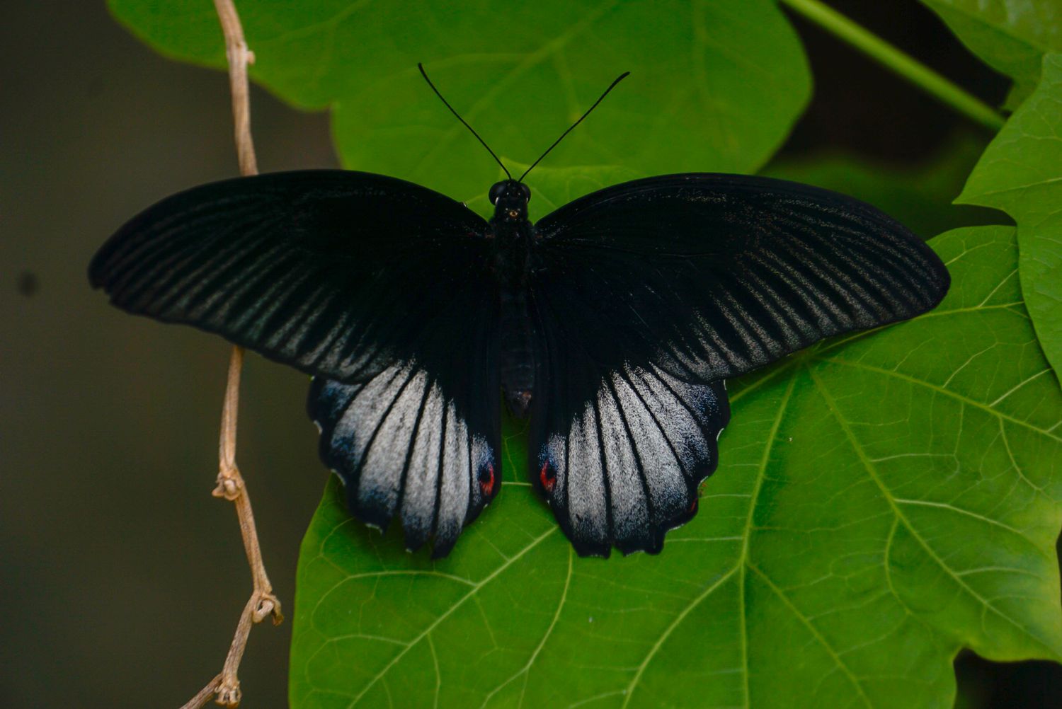 A black swallowtail butterfly with white markings rests on a bright green leaf.