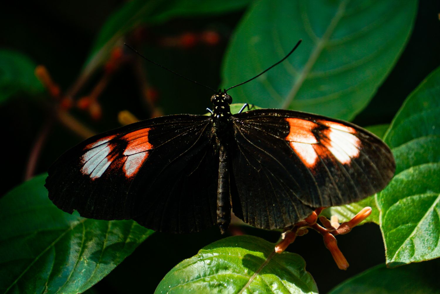 Vibrant black and orange butterflies perch on large green leaves in a tropical setting.