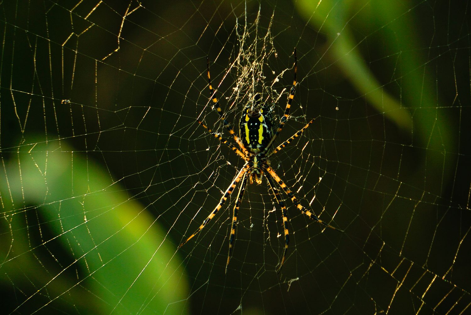 Golden spider webs glisten in natural lighting against a dark green background.