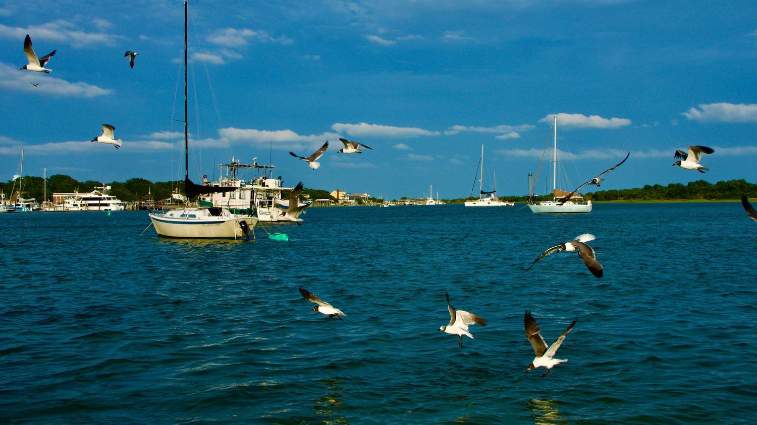 Seagulls soar over turquoise waters as sailboats and yachts anchor in a peaceful marina under bright blue skies.