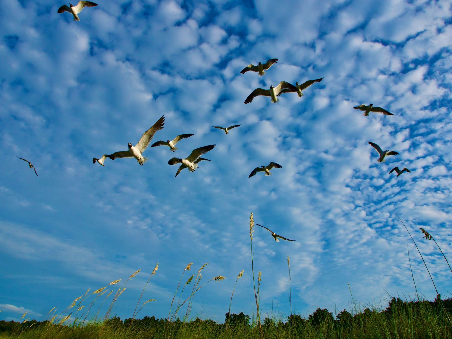 A flock of white birds soars against a vibrant blue sky with scattered clouds over green summer grassland.