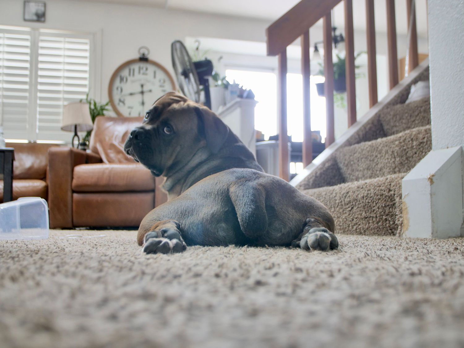A large black dog lies comfortably sprawled out across a beige carpet in a carpeted living room area.