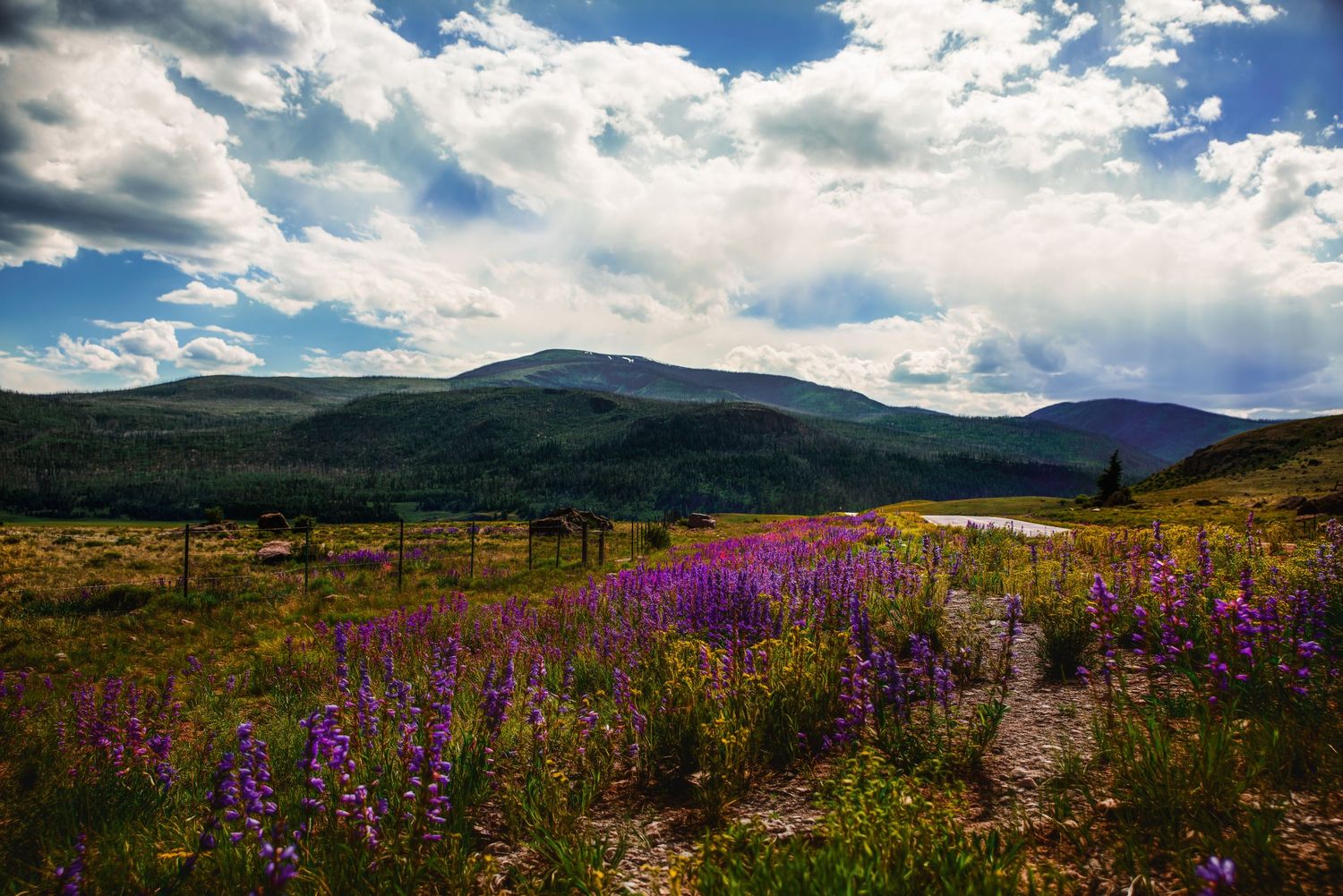 Purple wildflowers bloom in mountain meadow under dramatic cloudy sky.