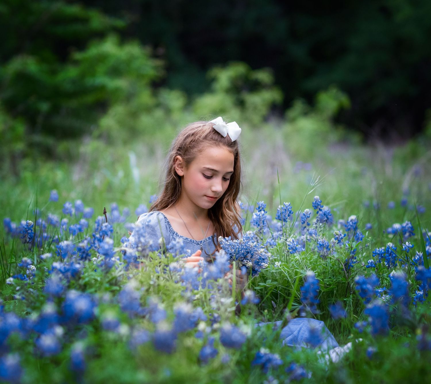 Beautiful bluebonnets blooming in a field during springtime.