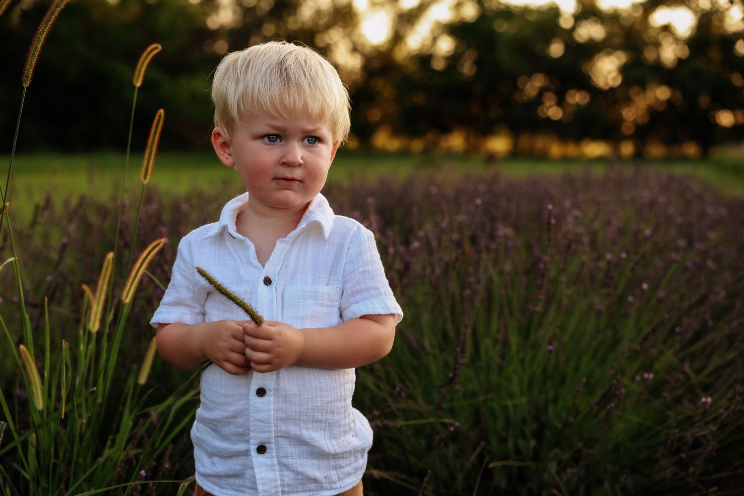 A child in white shirt holding a dried plant stem in a summer field at sunset.