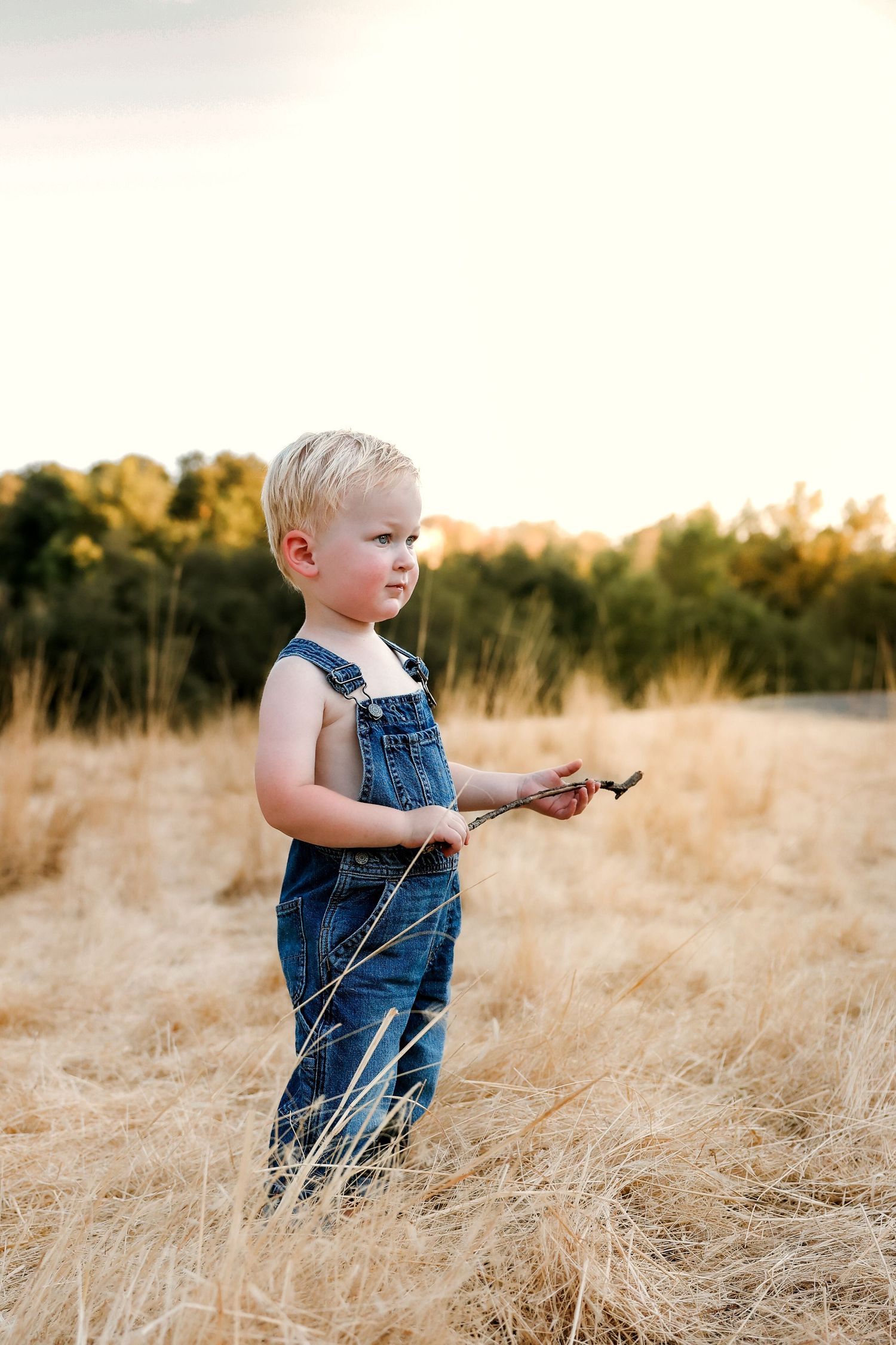 Small child in denim overalls explores tall golden grass during sunset.