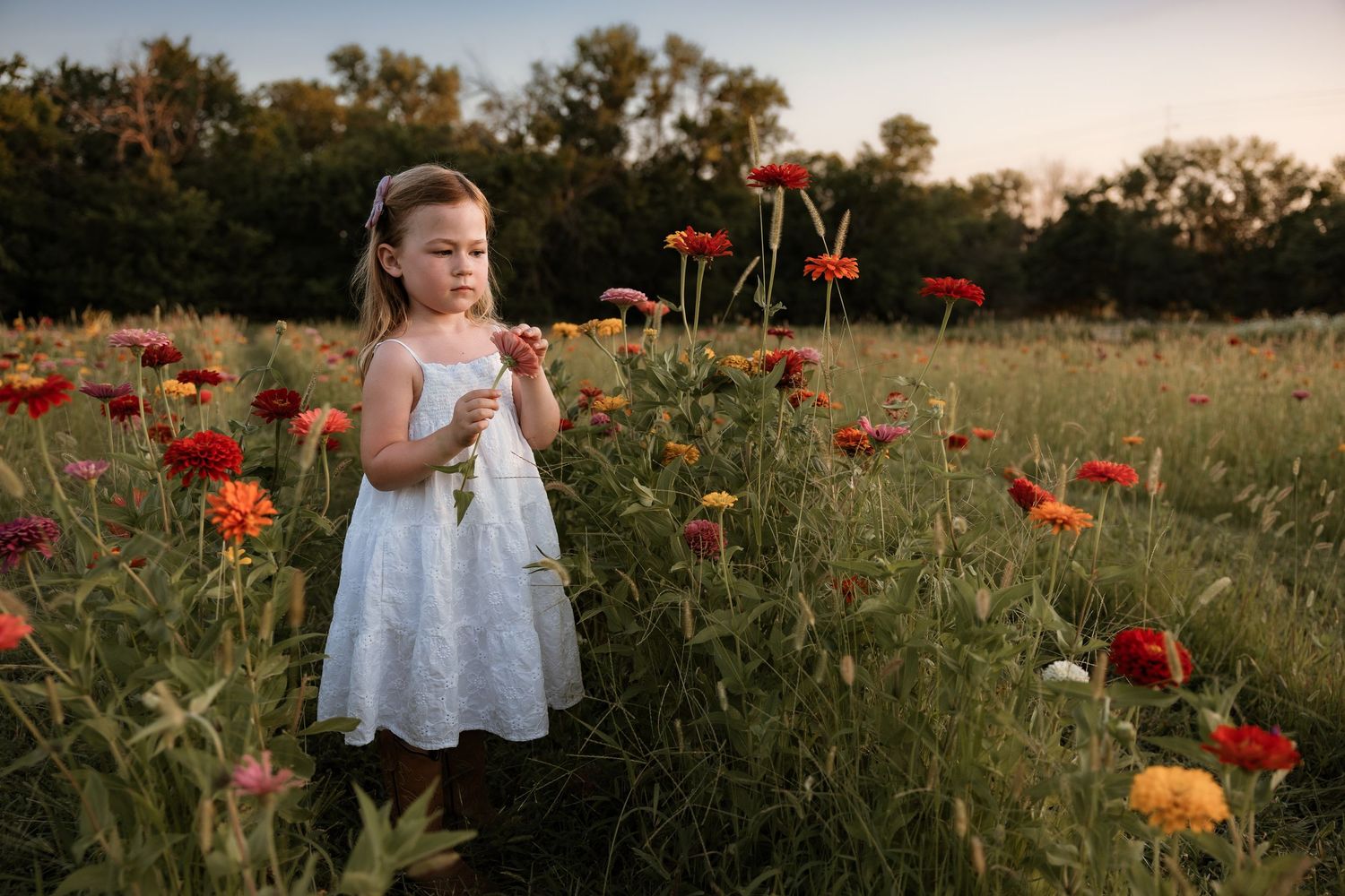 A white dress stands out among vibrant red and orange zinnias in a summer garden at sunset.