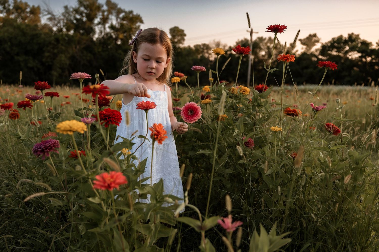 Bright red and orange zinnias bloom in a lush garden during golden hour.