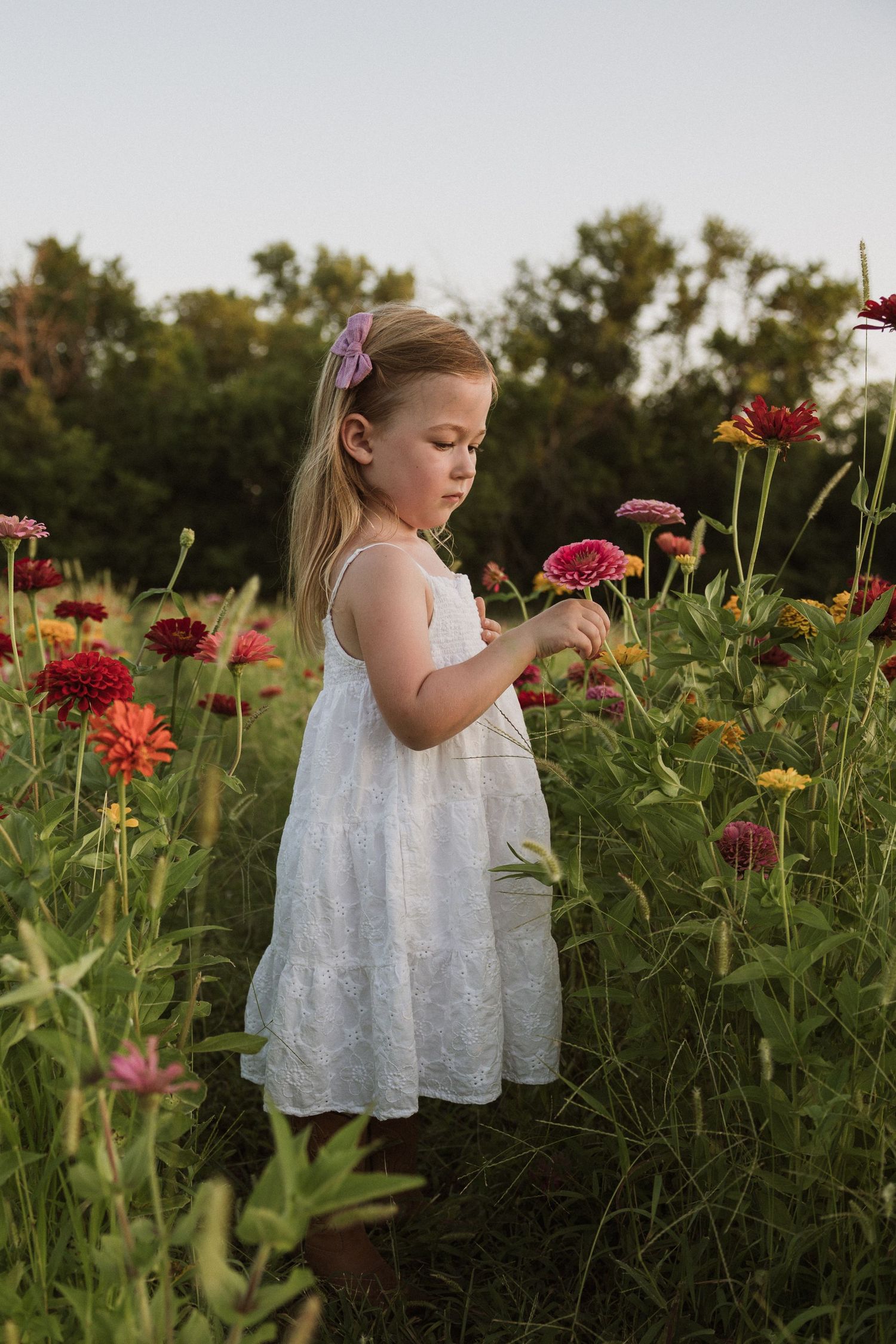 A small child in a white dress explores a garden filled with blooming red zinnias at sunset.