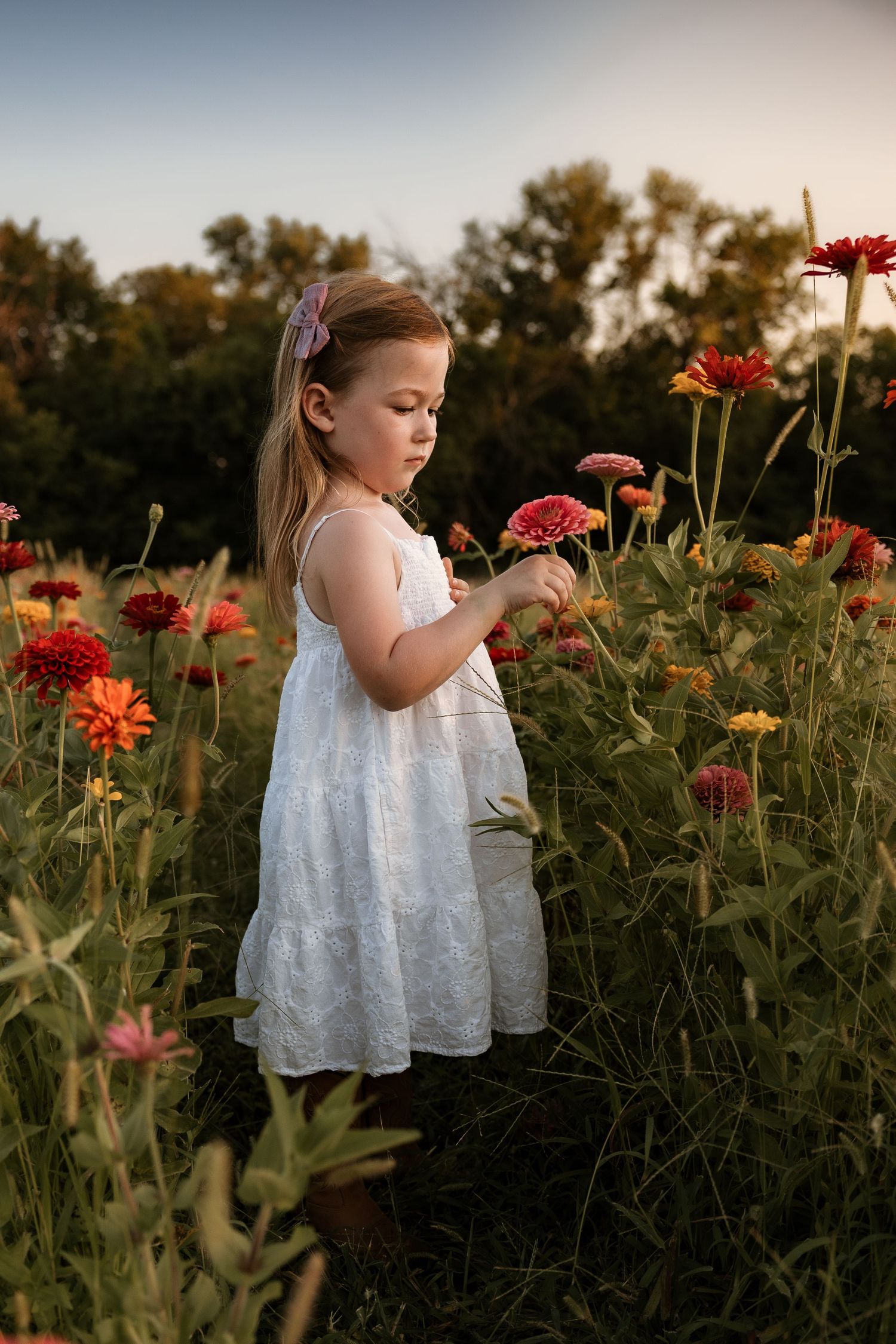 A child in white dress examining orange zinnias in a garden at sunset.