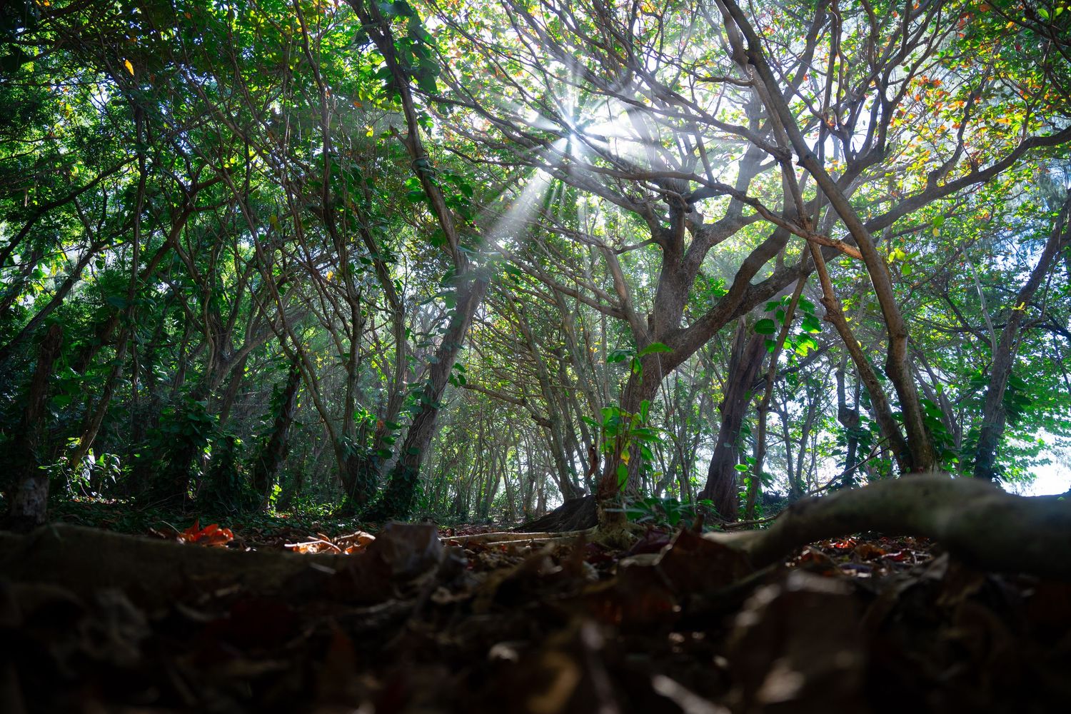 Looking up through dense green tree canopy with sunlight filtering through leaves.