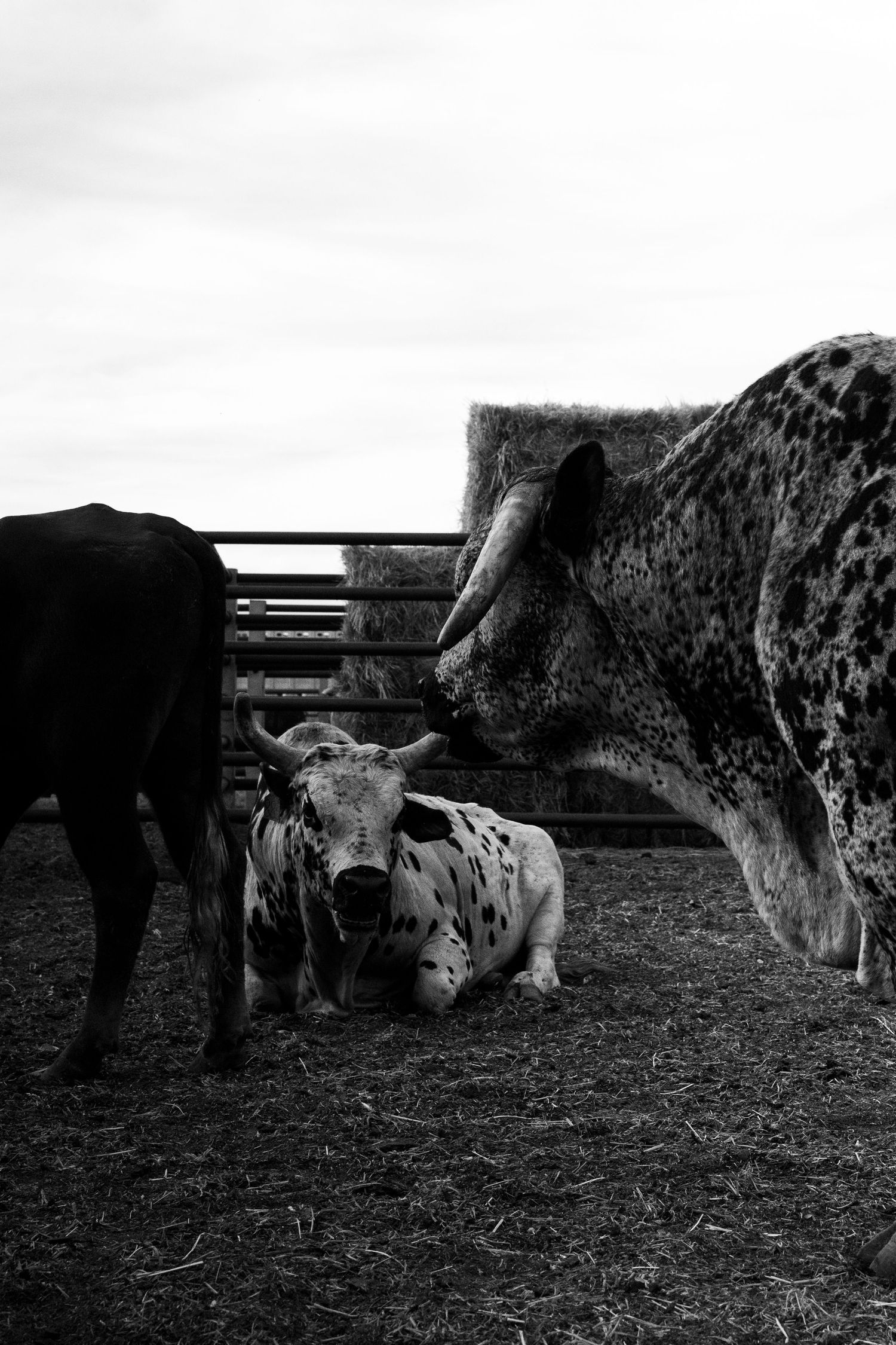 A black and white spotted bull laying down on the ground.