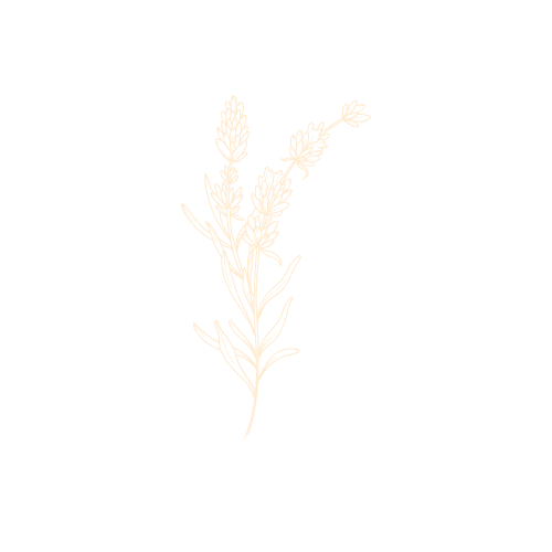 Delicate beige botanical branch illustration with soft feathery details on white background.