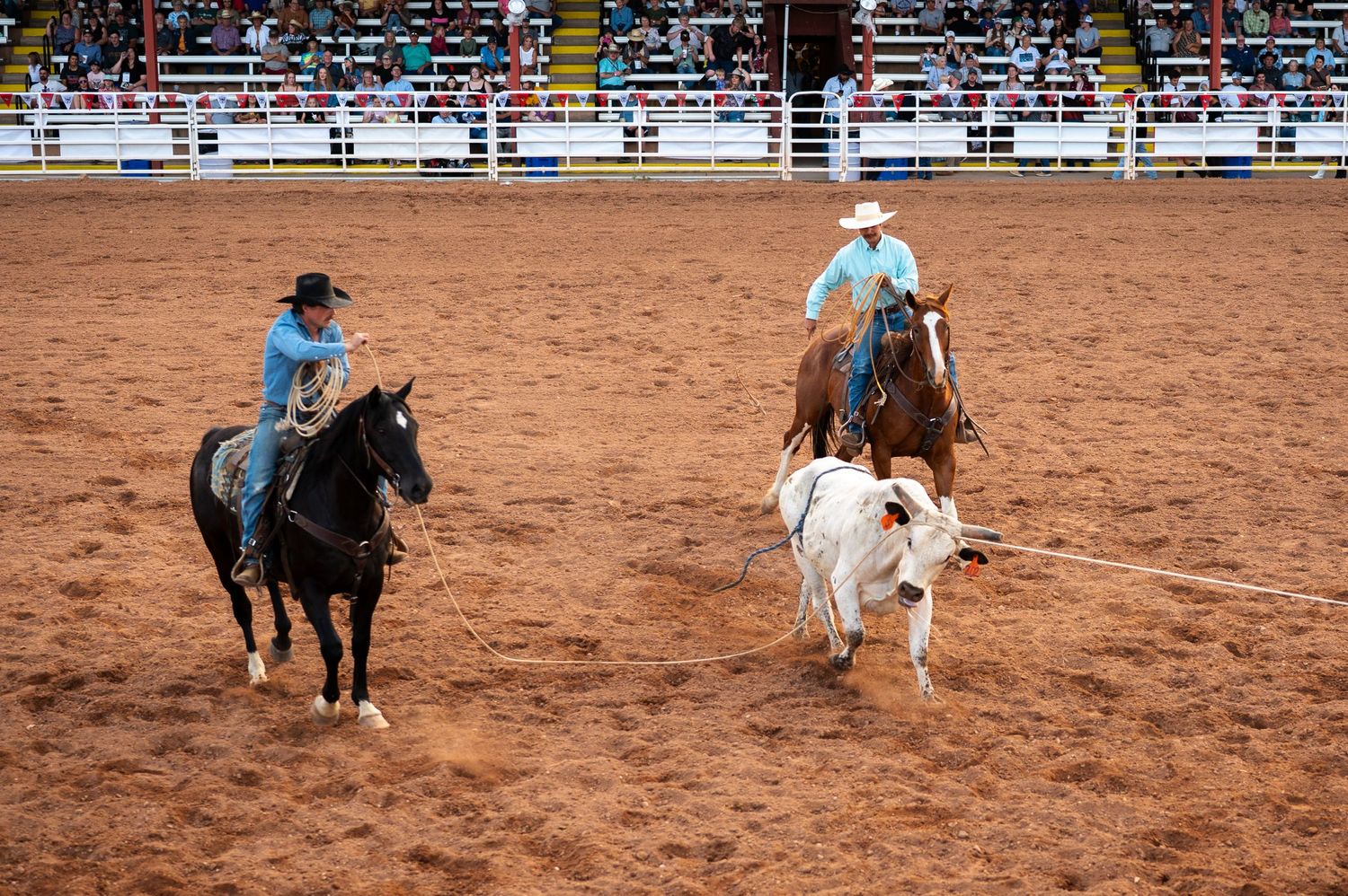 Two cowboys on horseback rope a white bull in an arena at the Albany County Junior Bull Riding.