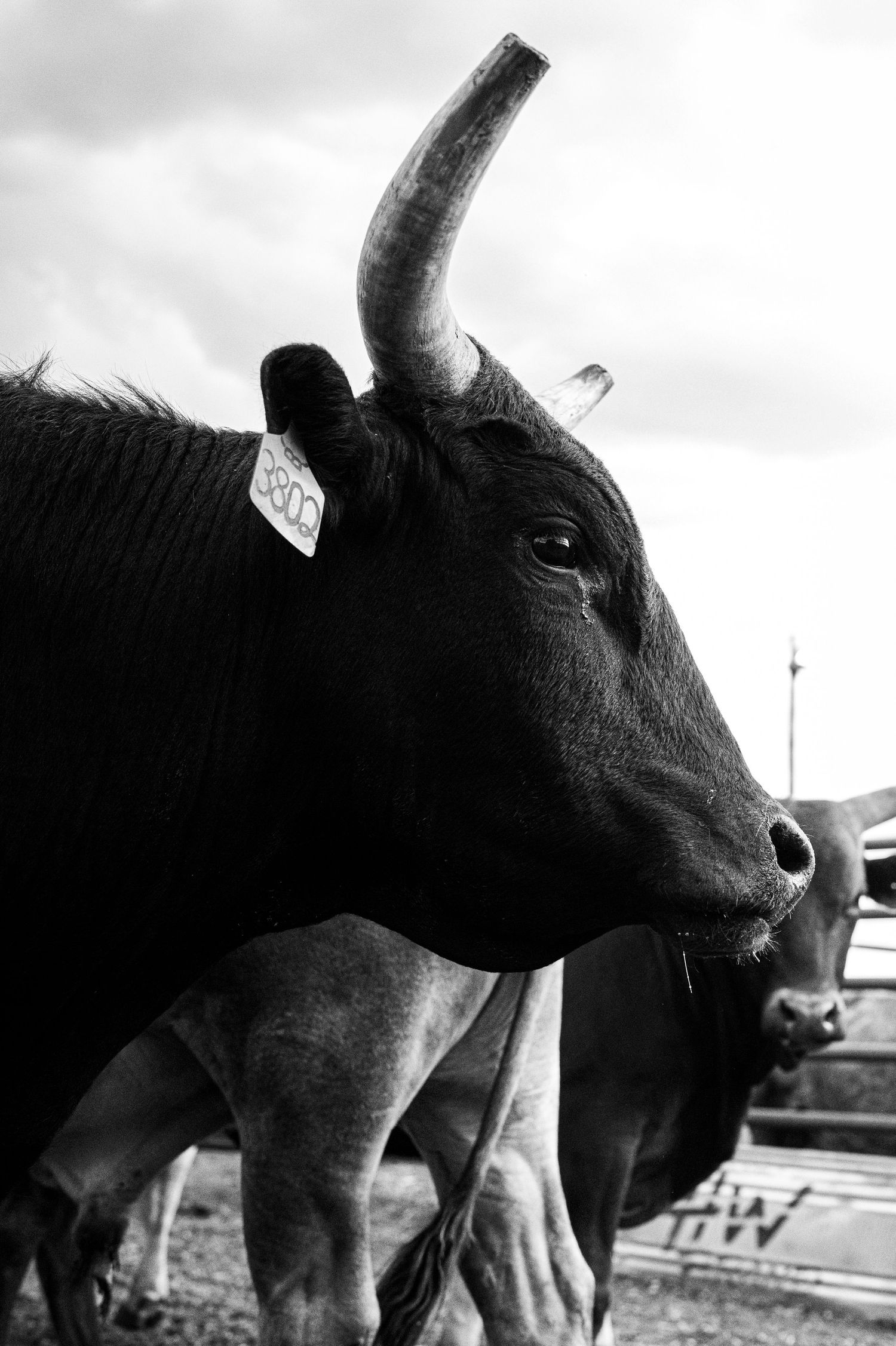 A black bull looks into the distance at a rodeo in Southeast Wyoming.