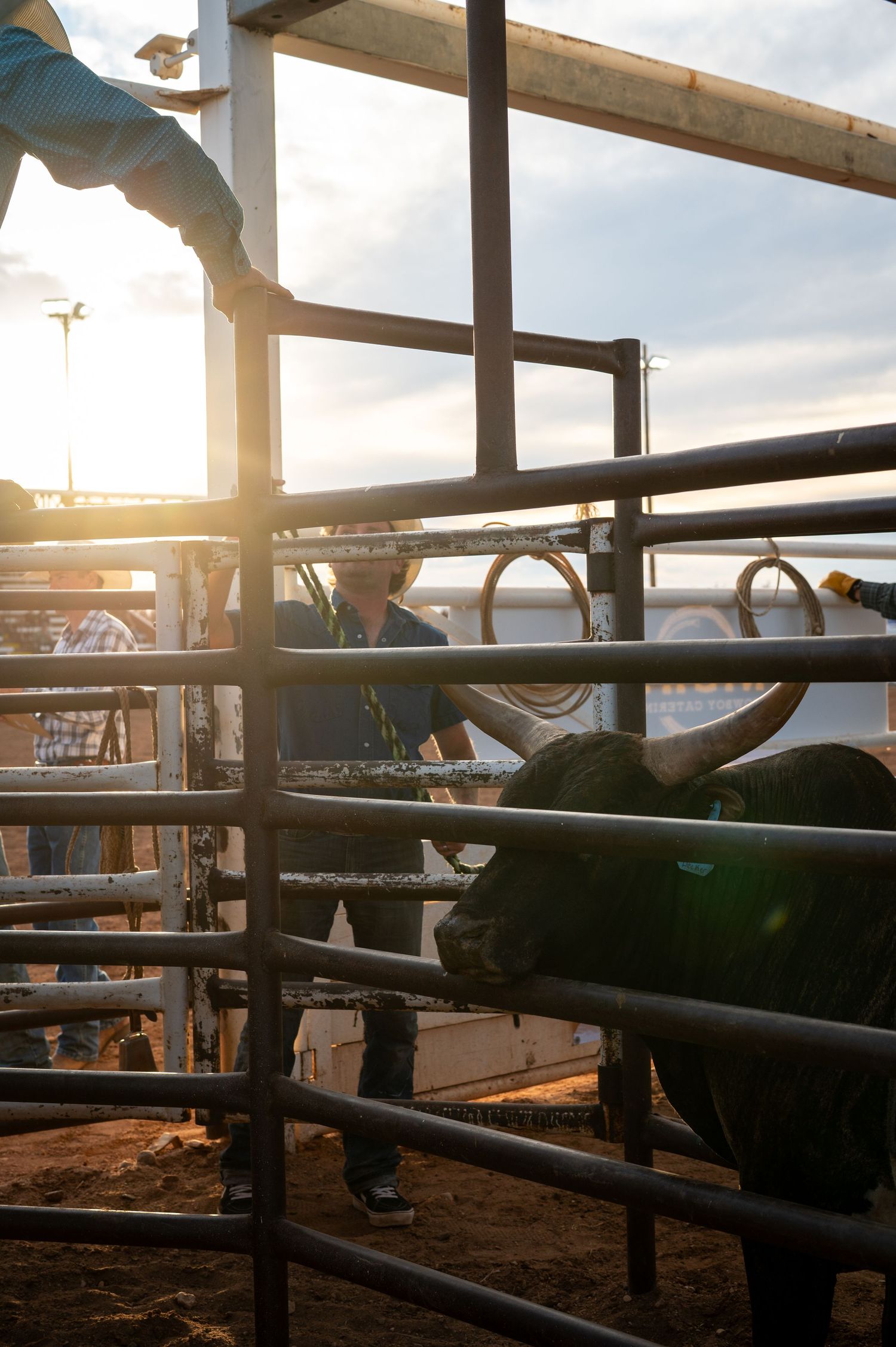 A bull looks toward the camera through the bars of a metal panel.