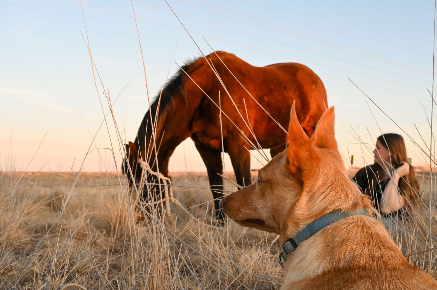 A yellow dog looks off into the distance, while a young woman sits on the ground next to a horse in a grassy field in Nebraska.
