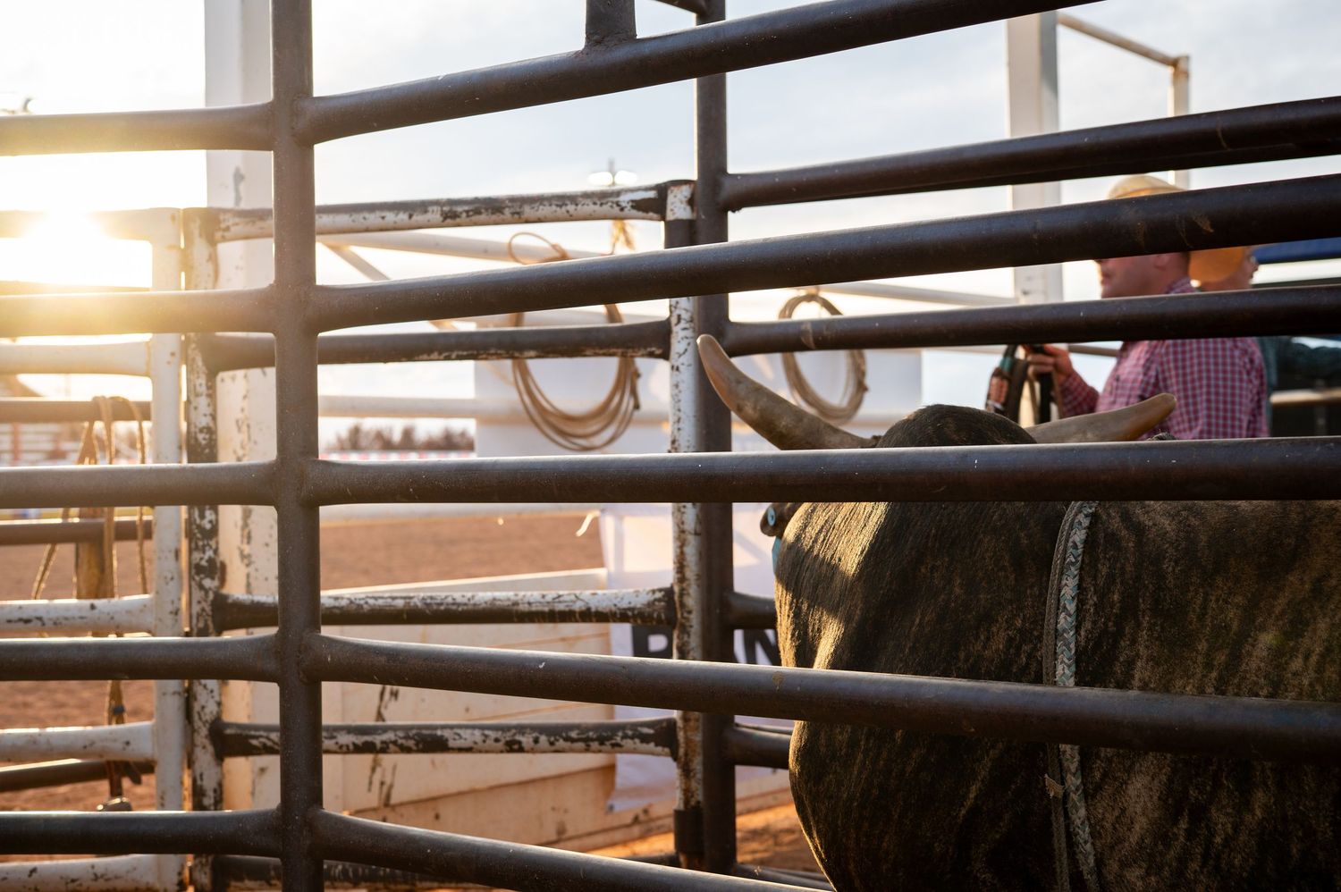 A bull in a rodeo chute, looking away from the camera with sunlight reflecting off of a metal fence in the foreground.