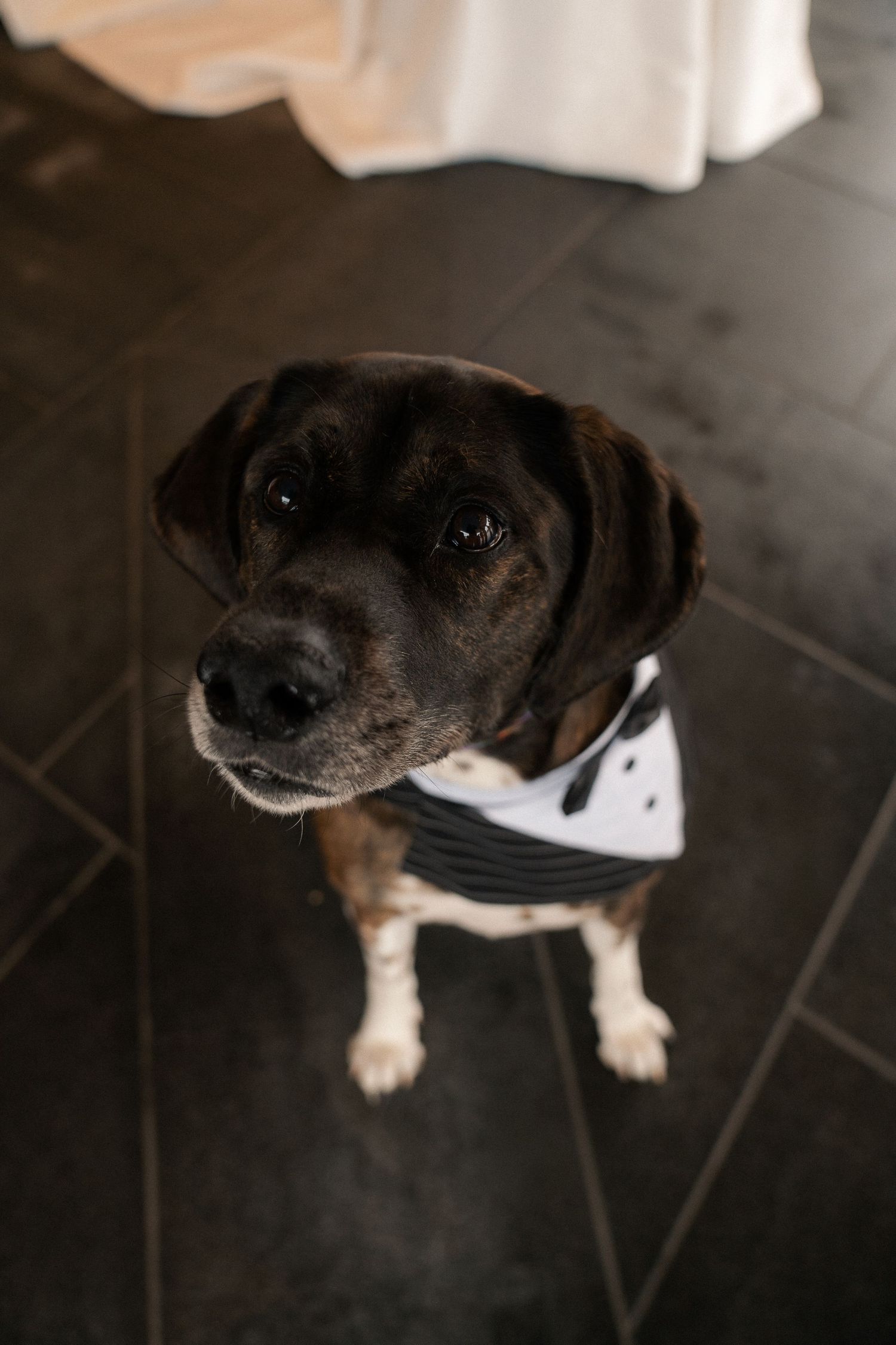 A dressed-up dog wearing a black and white bandana sits on dark tile floor looking up at the camera.