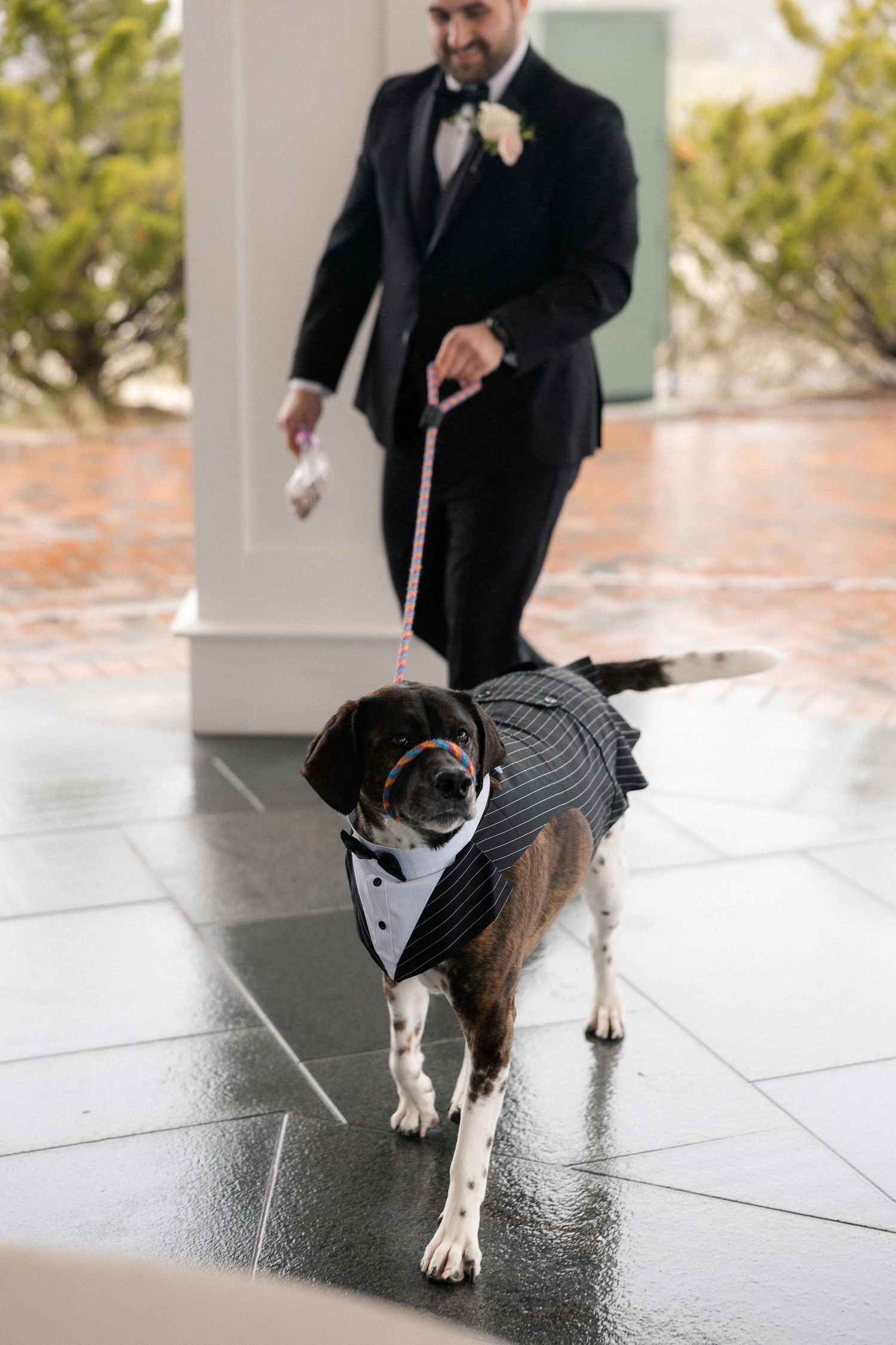 A dog dressed in a miniature tuxedo on a pink leash held by a groom in a black suit at a wedding.