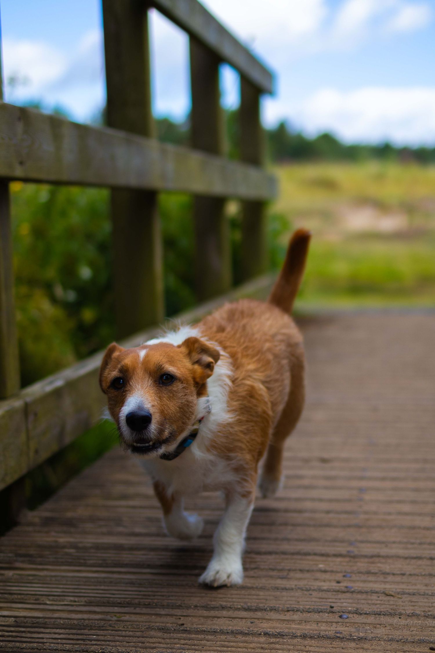 quiet dog stroll by Gerard Su Photography.