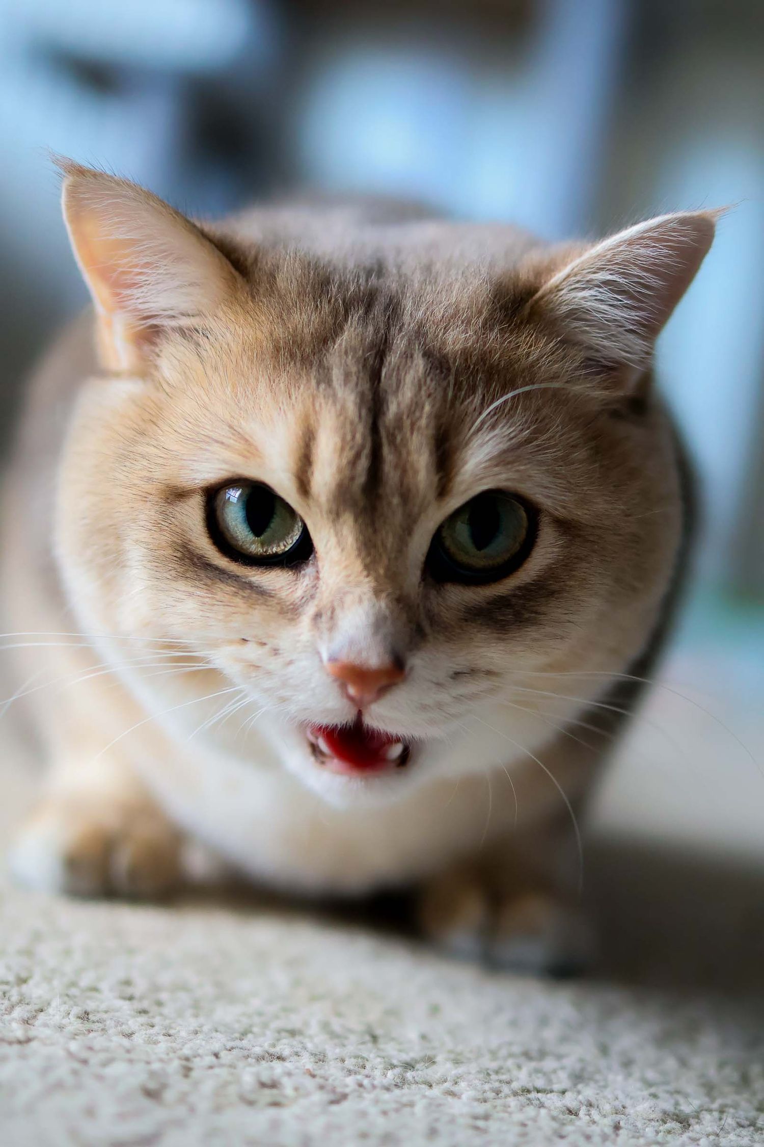Close up cute kitten portrait with genuine surprise expression by Gerard Su Photography.
