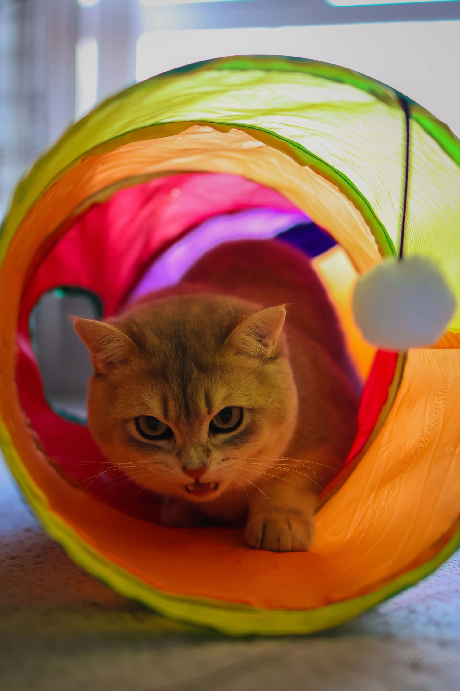 vivid close-up portrait of kitten playing at home by Gerard Su Photography.