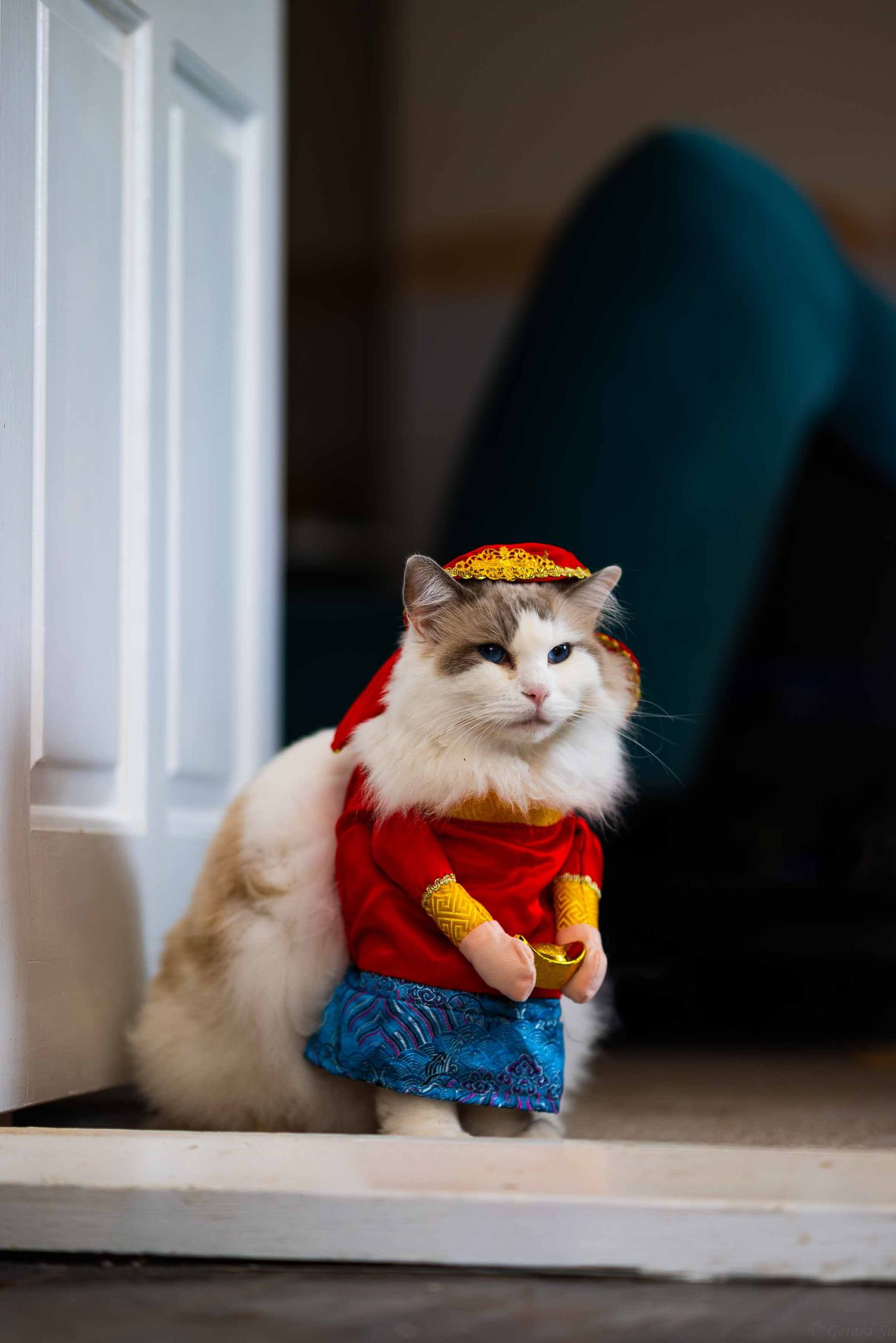 royal cat disguised as emperor by Gerard Su Photography.