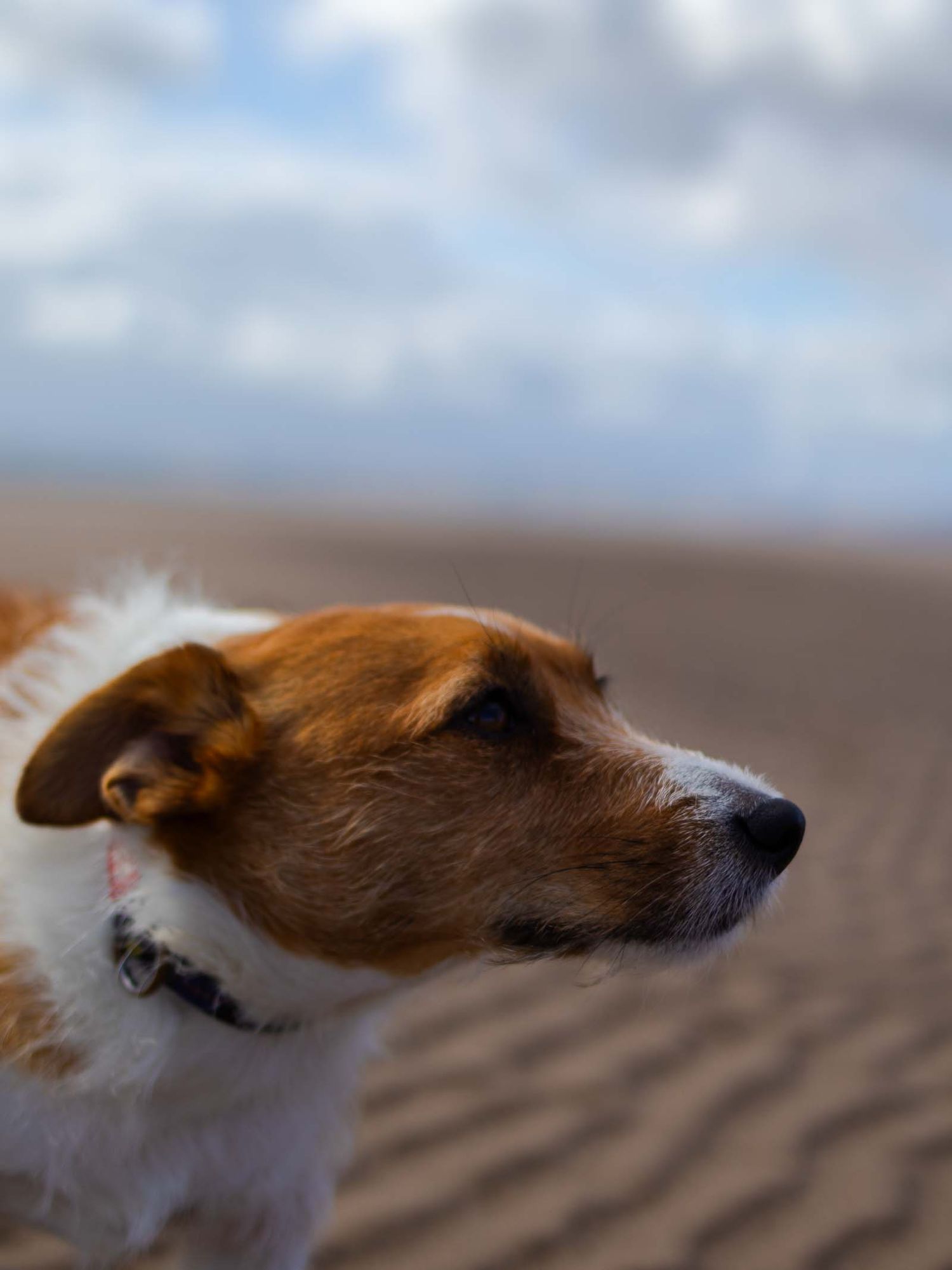 Emotion-rich close-up dog portrait on the beach by Gerard Su Photography.